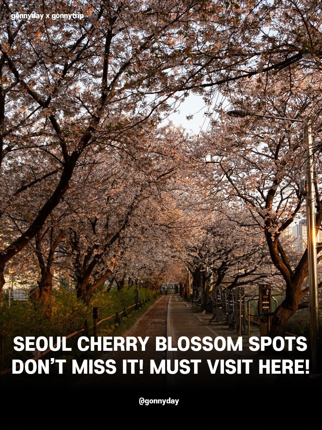 Beautiful Seoul Cherry Blossom Viewing Spots