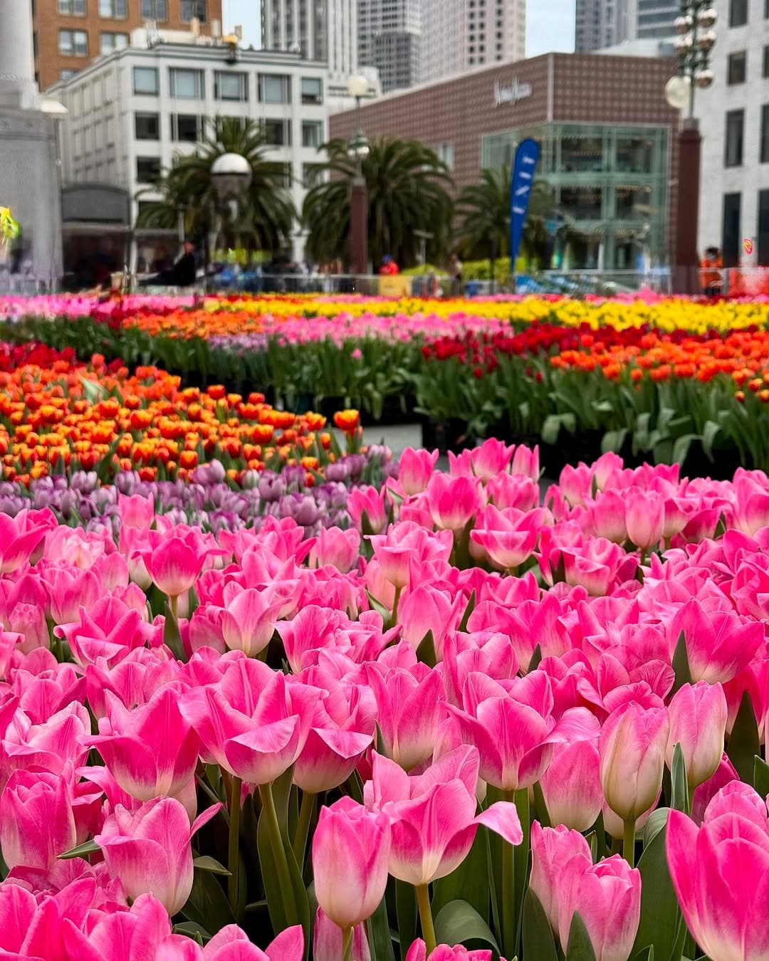 Tulip Day At Union Square And The Westin