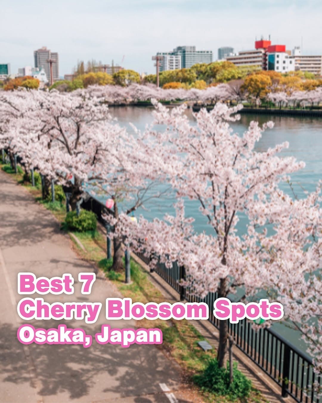 Osaka's Cherry Blossom Viewing Spots