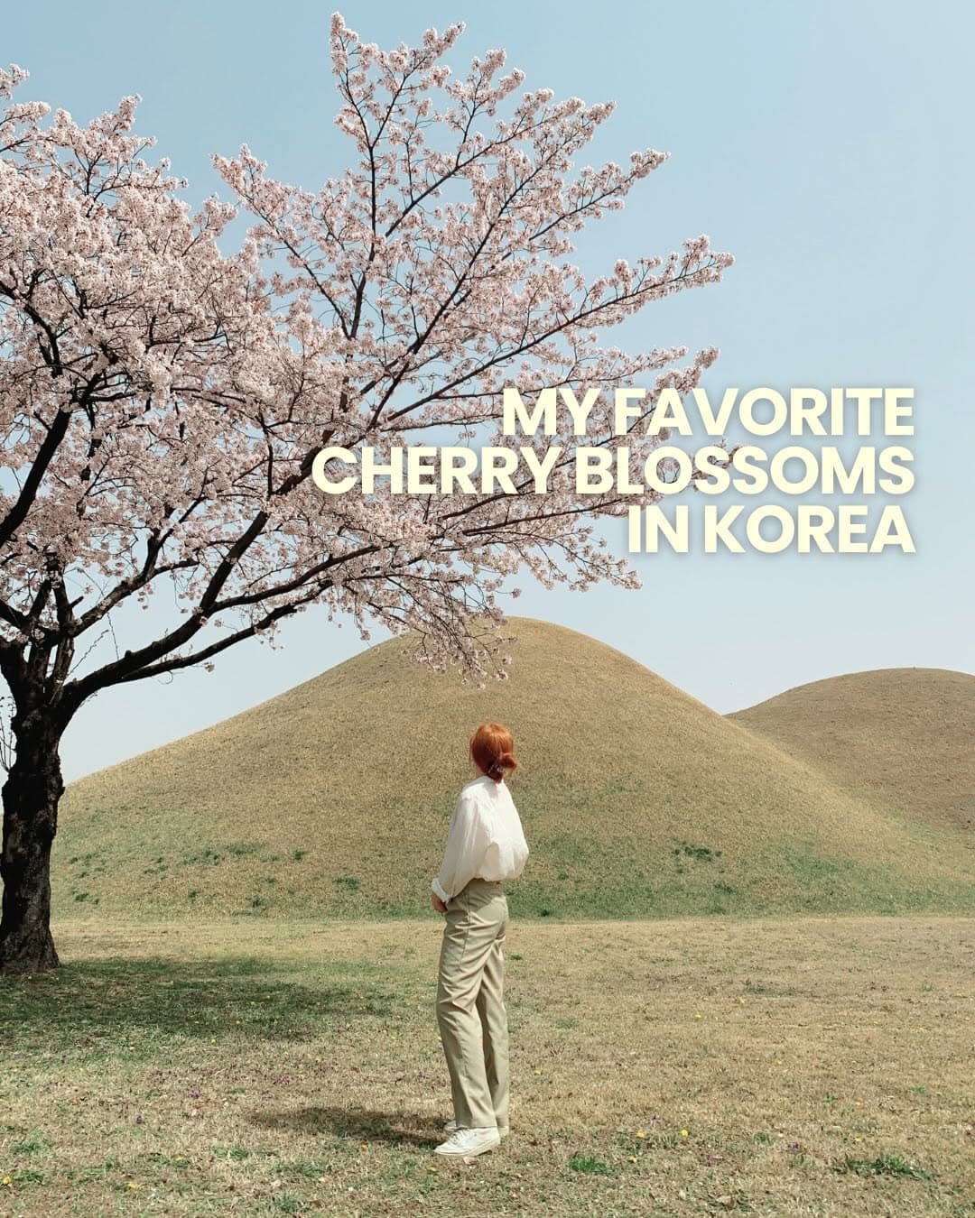 Favorite Cherry Blossom Spots in Korea