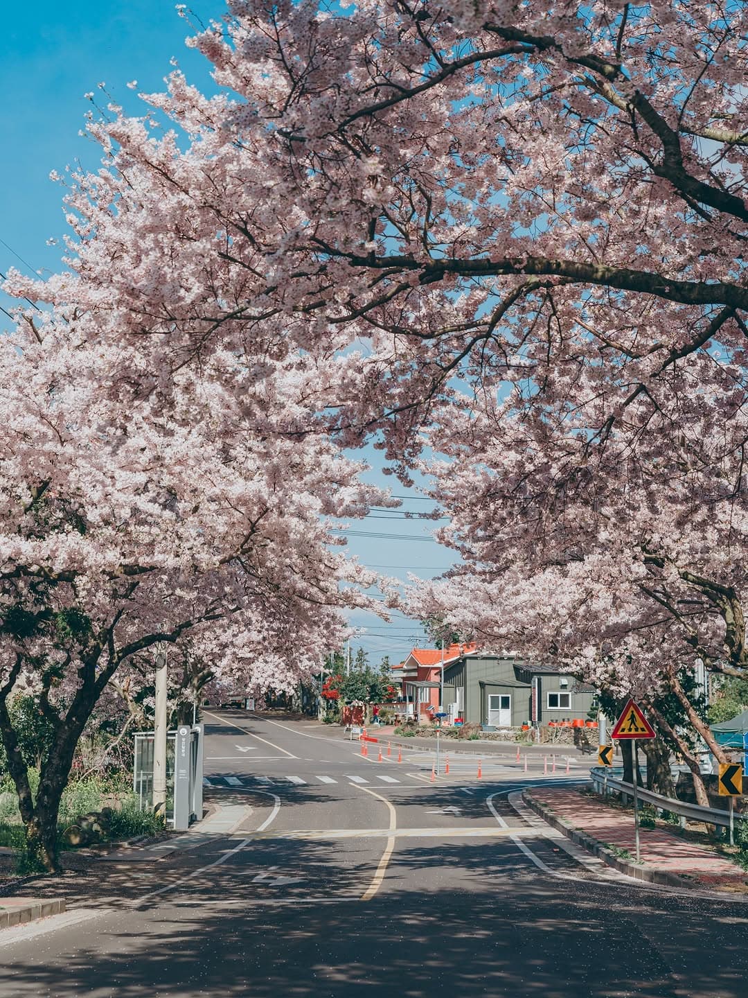 Jeju Island Cherry Blossom Viewing Spots