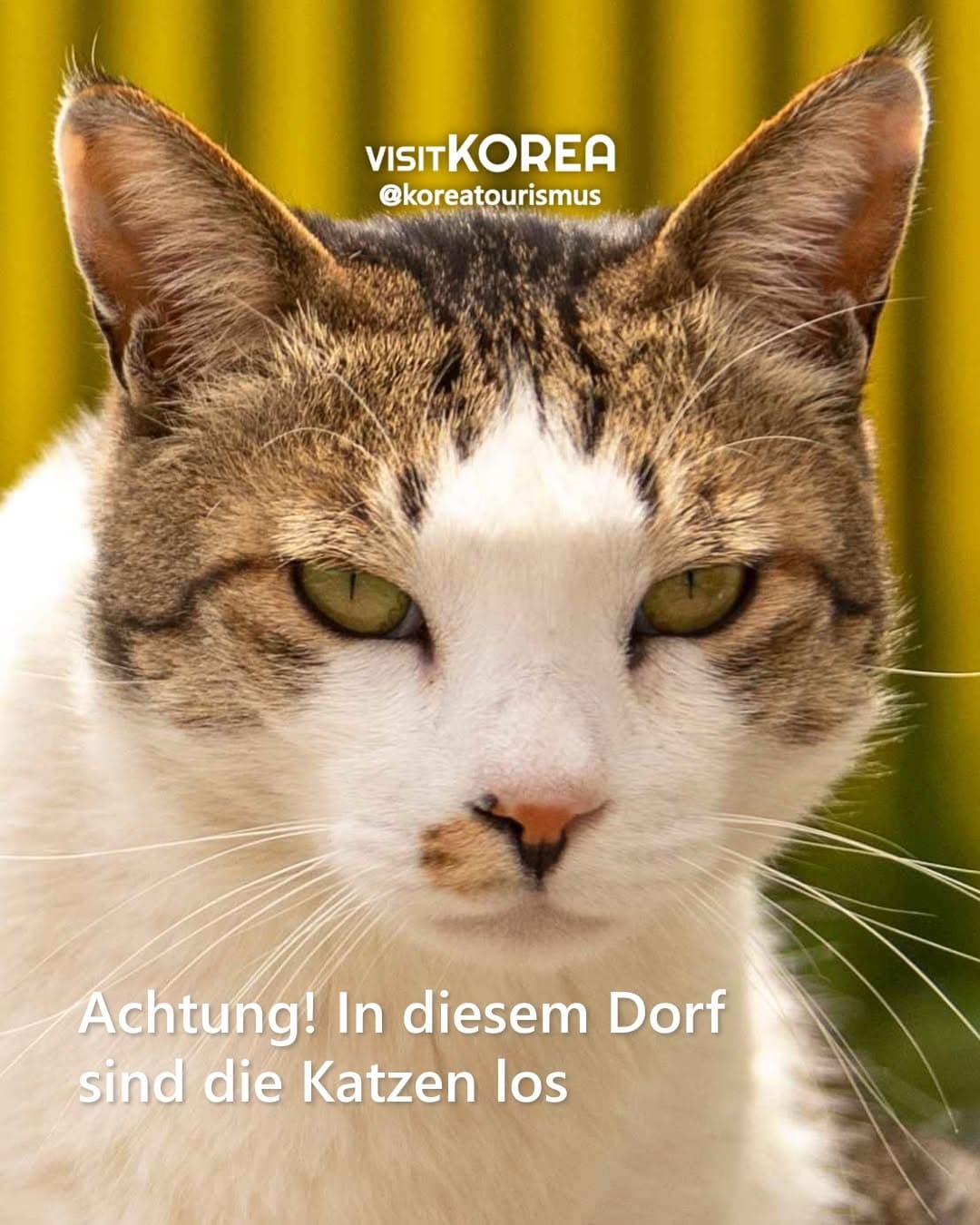 Cheongsapo Village: Cats, Seafood, and Ocean Views