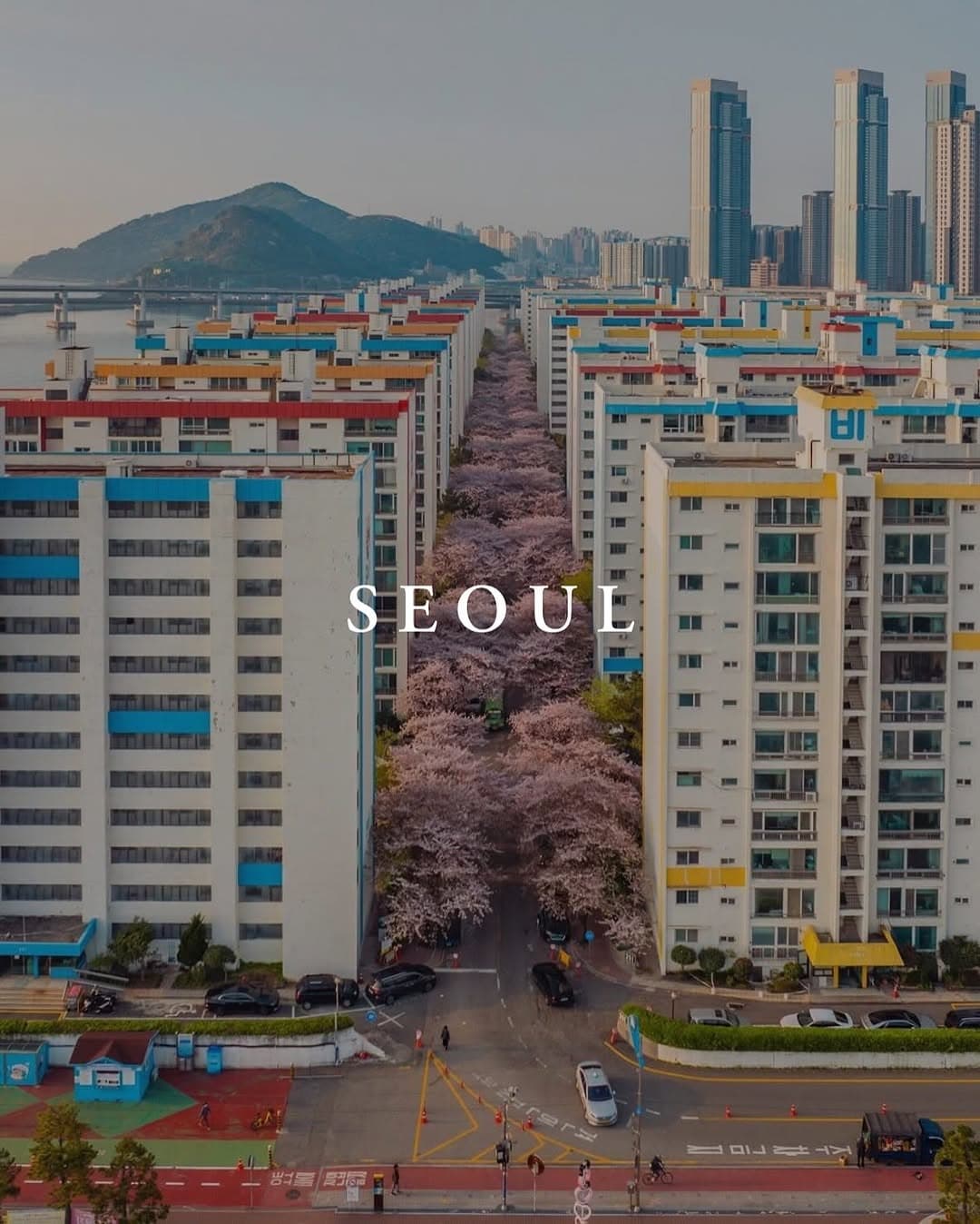 Seoul's Cherry Blossom Beauty