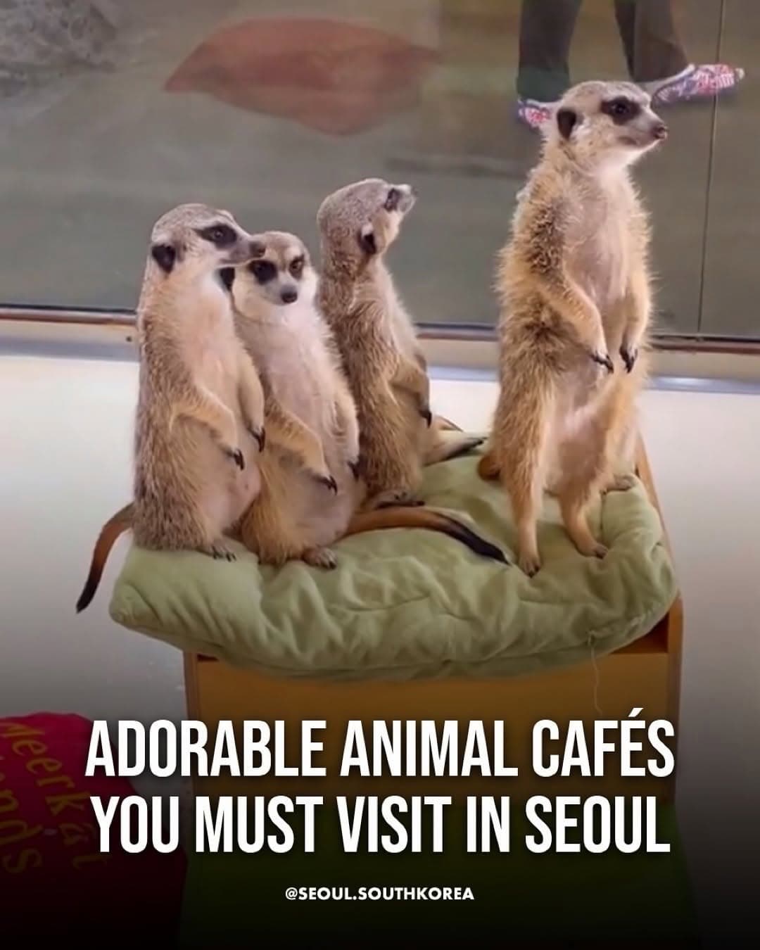 Seoul's Top Animal Cafes For Cuddles
