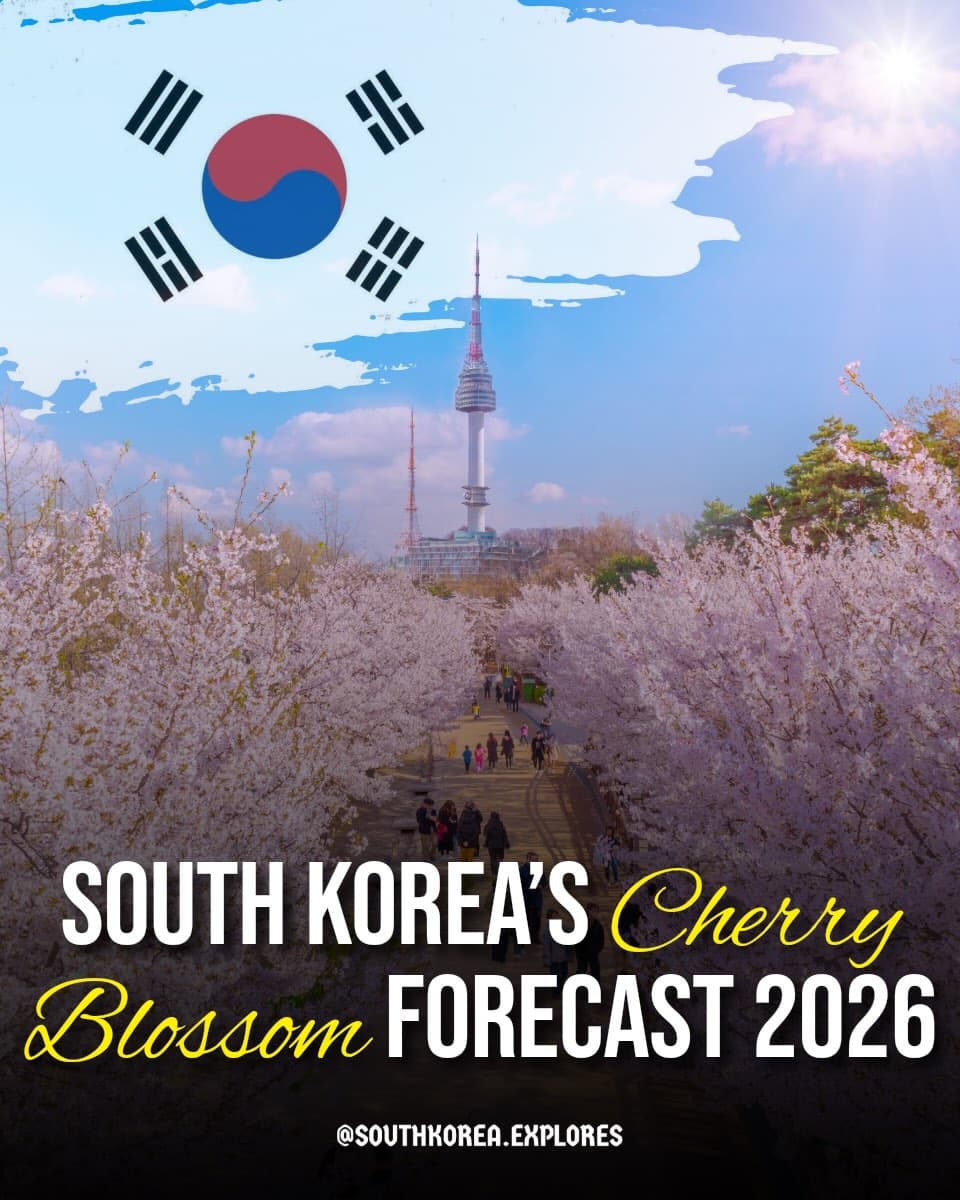 South Korea Cherry Blossom Viewing Spots