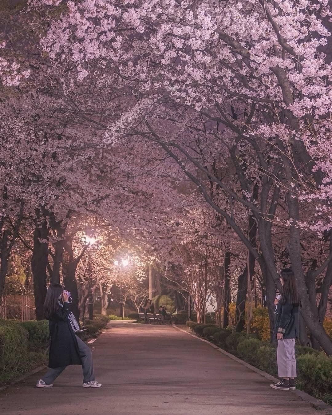 Seoul Springtime Exploration With Lotte World Tower