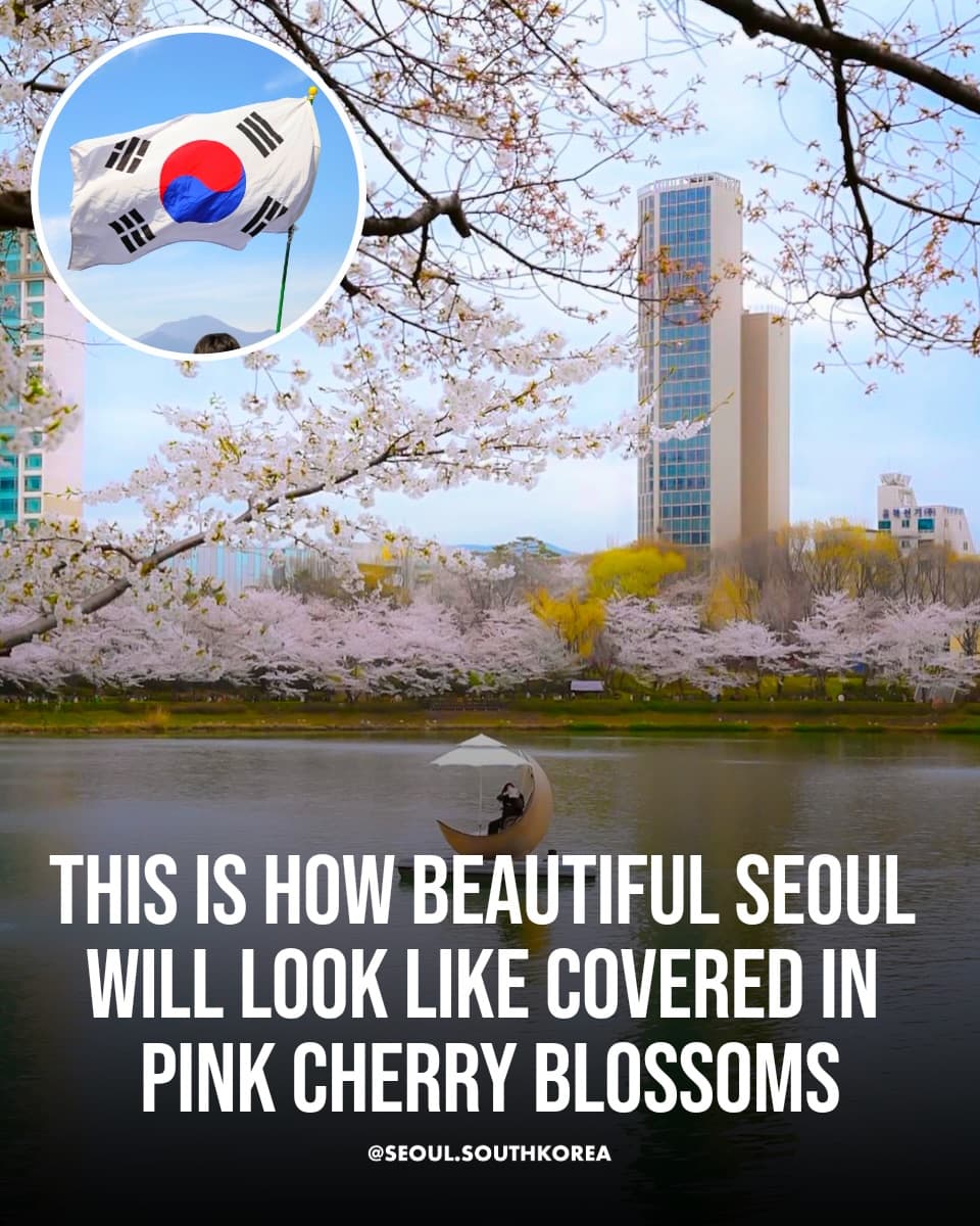 Best Cherry Blossom Viewing Spots in Seoul