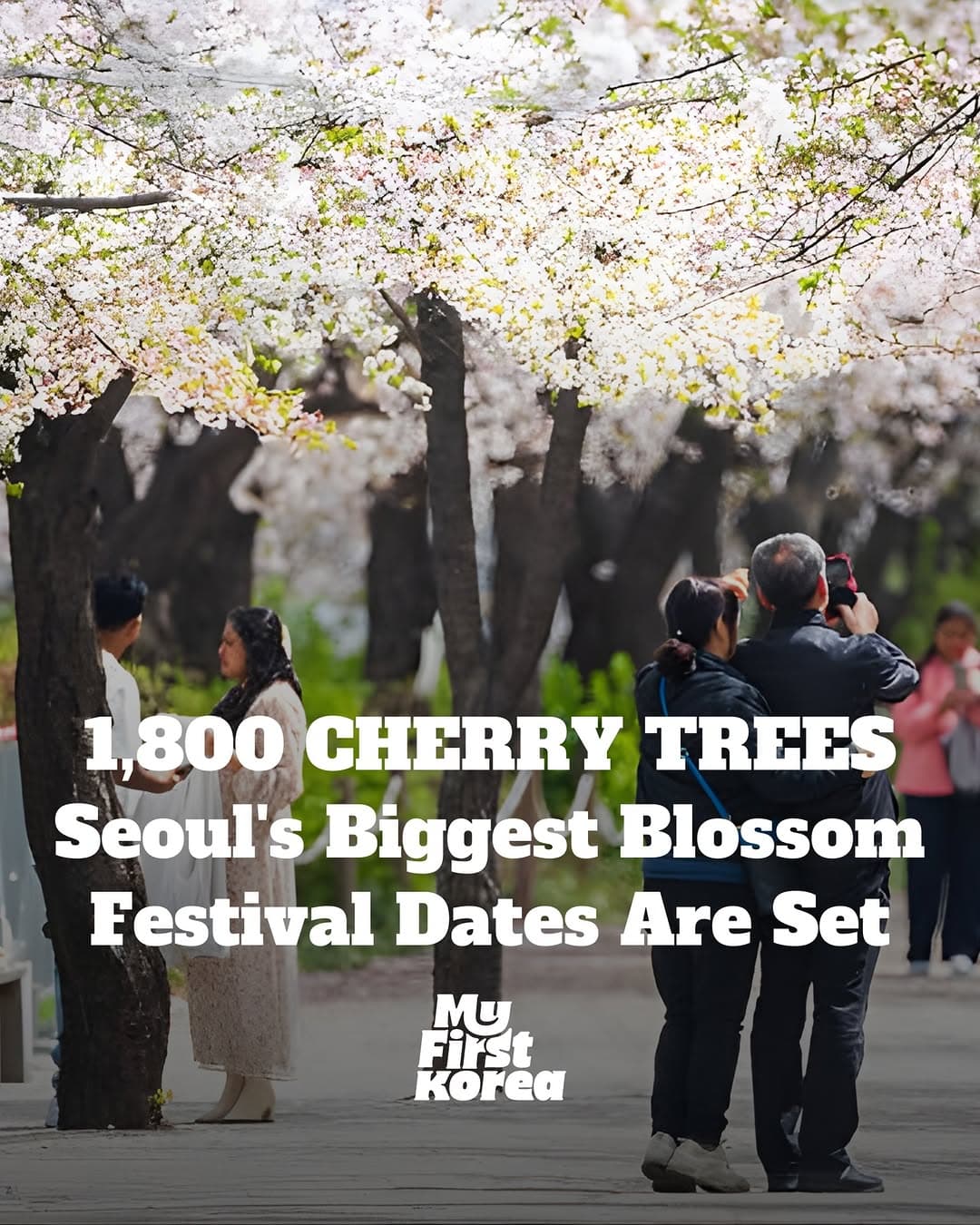 Yeouido Spring Flower Festival and Nearby Attractions