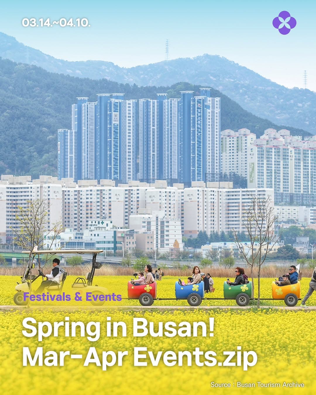 Busan Spring Festivals Bloom with Cherry Blossoms
