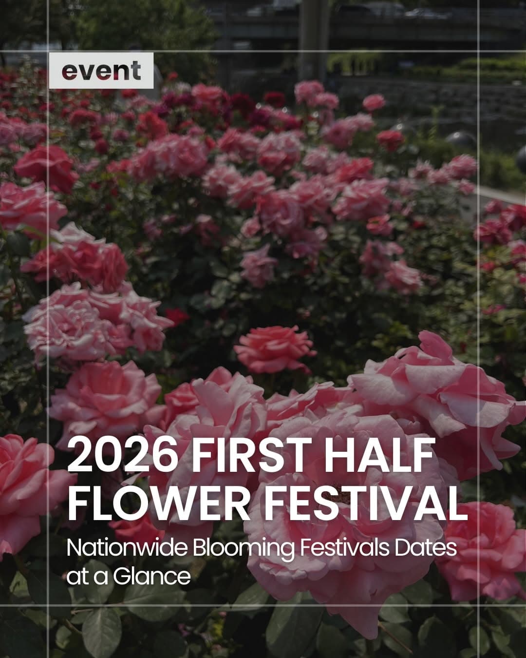 Korea's Top Spring Flower Festival Destinations