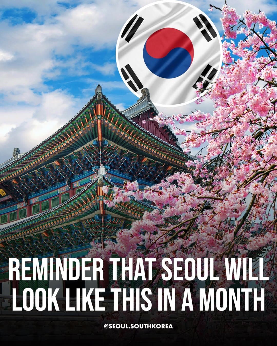 Seoul's Blossom Season Transforms City to Pink