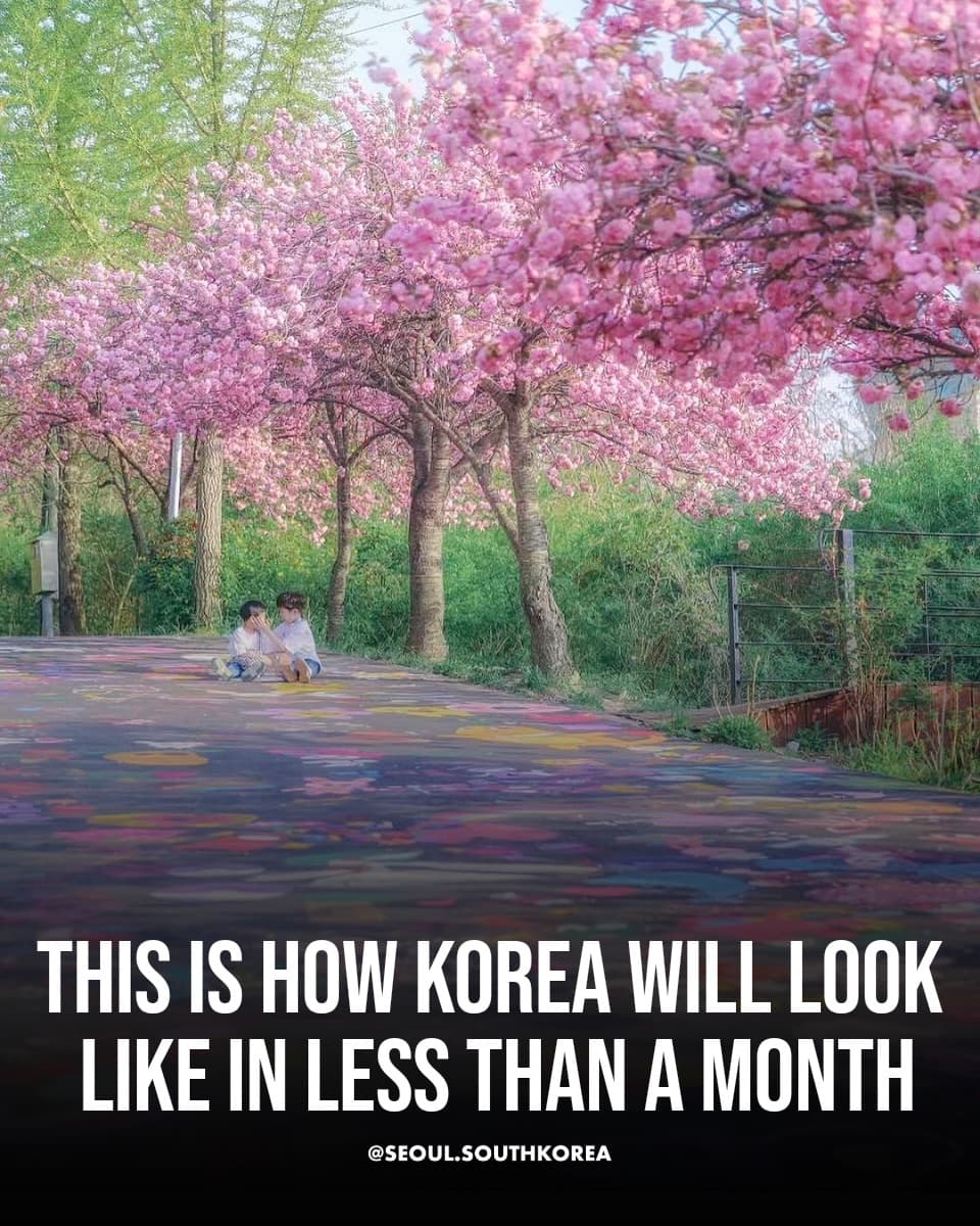 South Korea's Cherry Blossom Season Viewing Guide