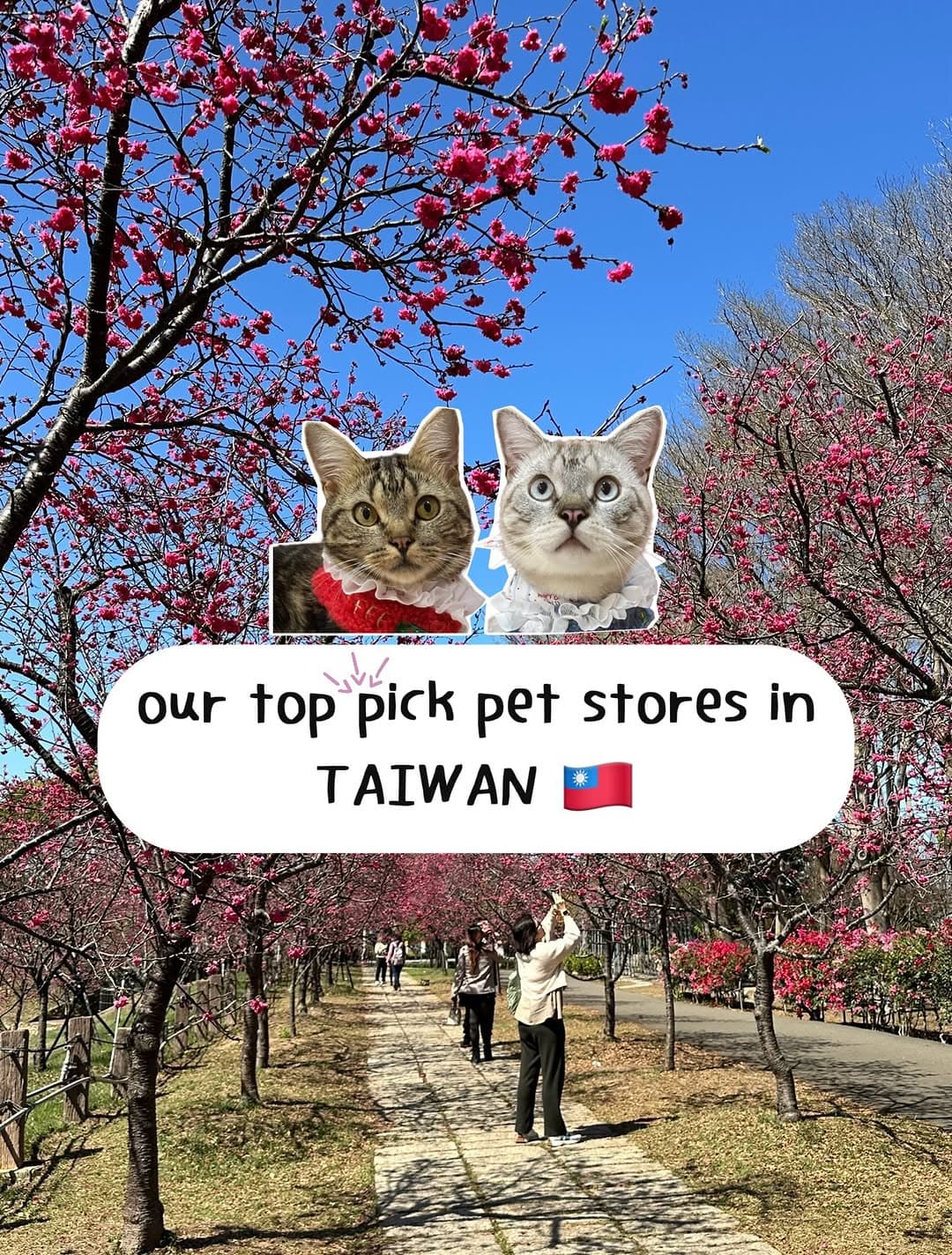 Taiwan's Pet-Friendly Stores and Parks