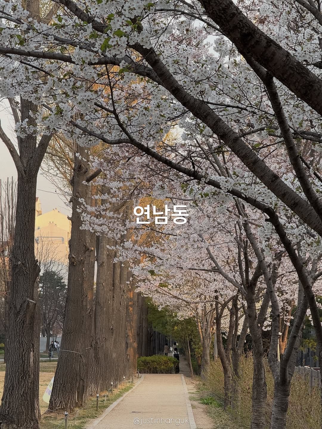 Yeonnam-dong Forest Park Springtime Cafes