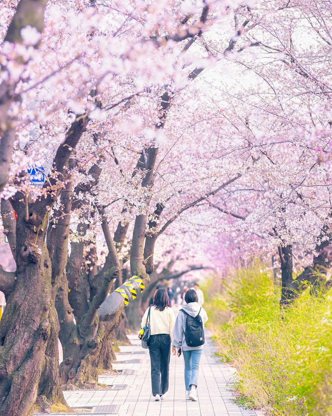 Best Places For Cherry Blossoms In Seoul