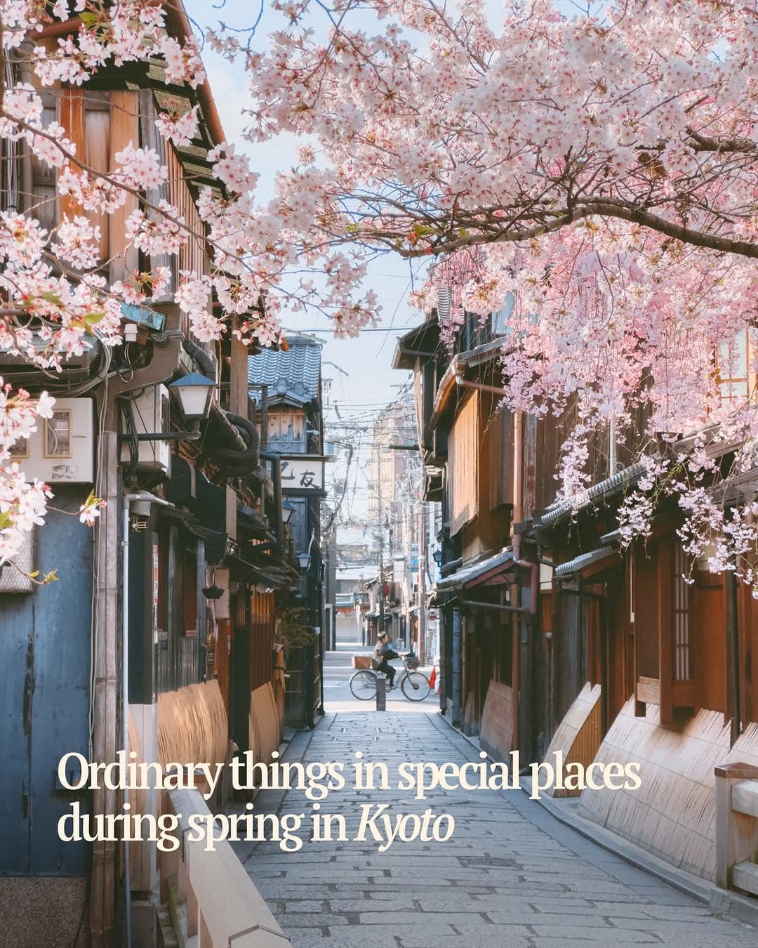 Kyoto's Spring Destinations Including Maruyama Park