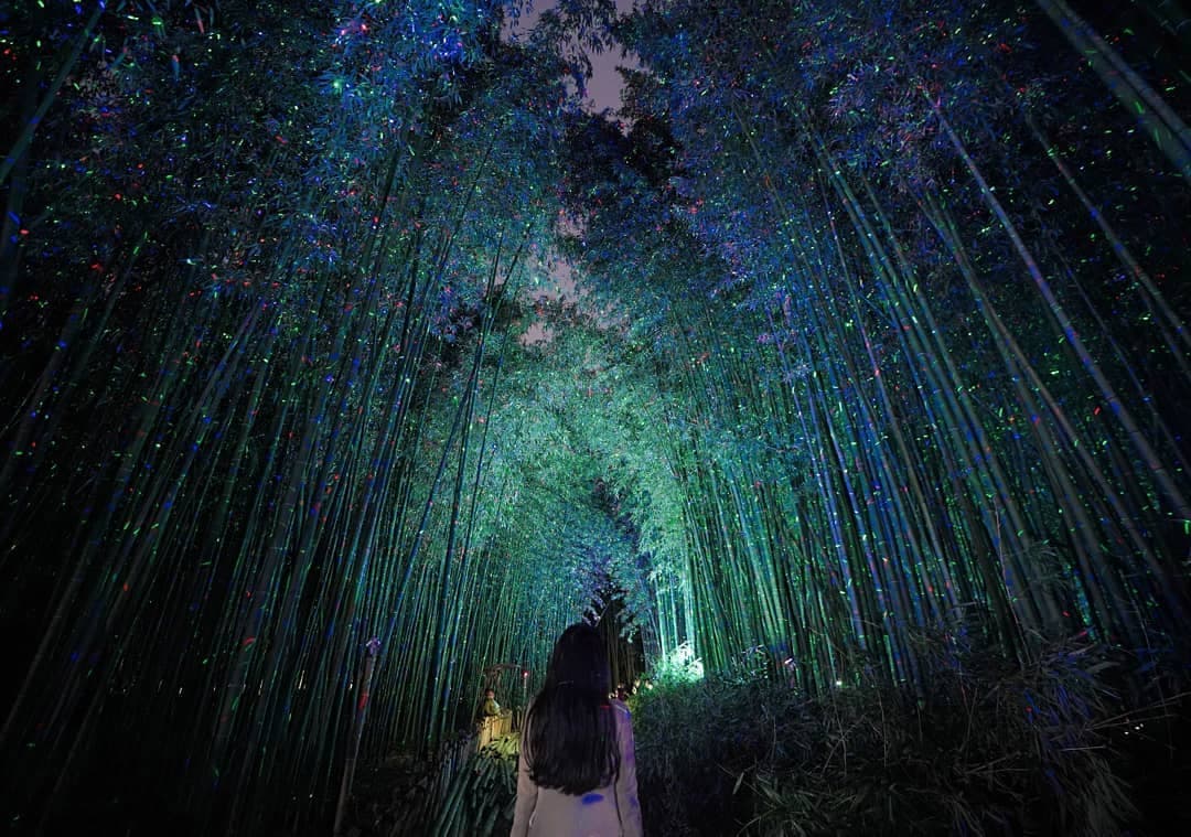 Bamboo Forest and Milky Way Path
