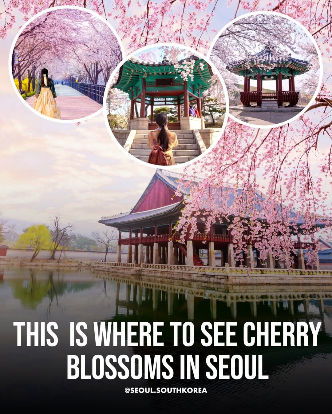 Seoul Cherry Blossoms in Springtime Parks and Neighborhoods