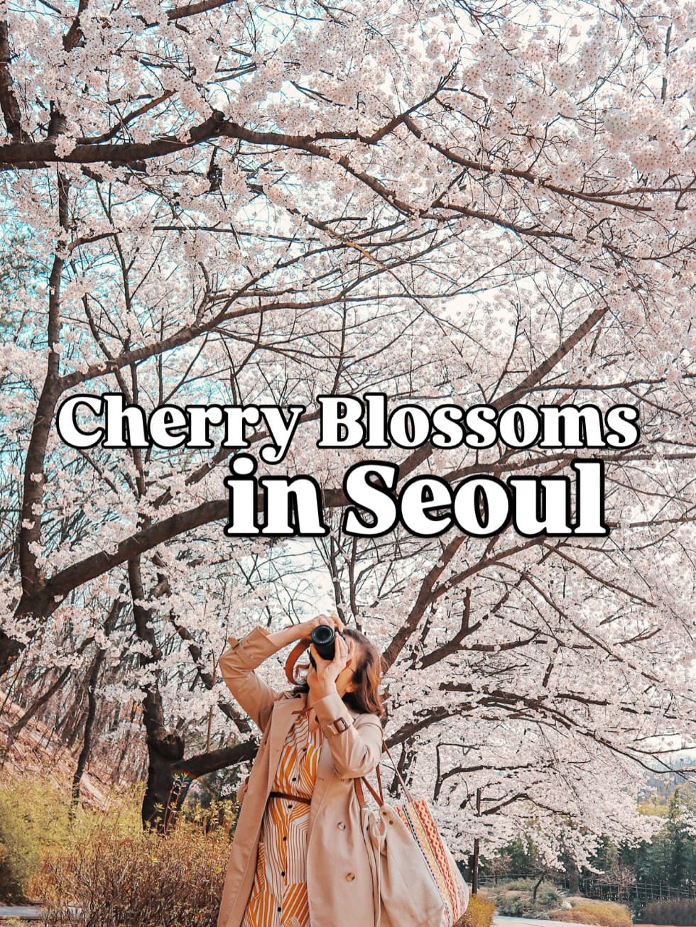 Best Cherry Blossom Viewing Spots in Seoul