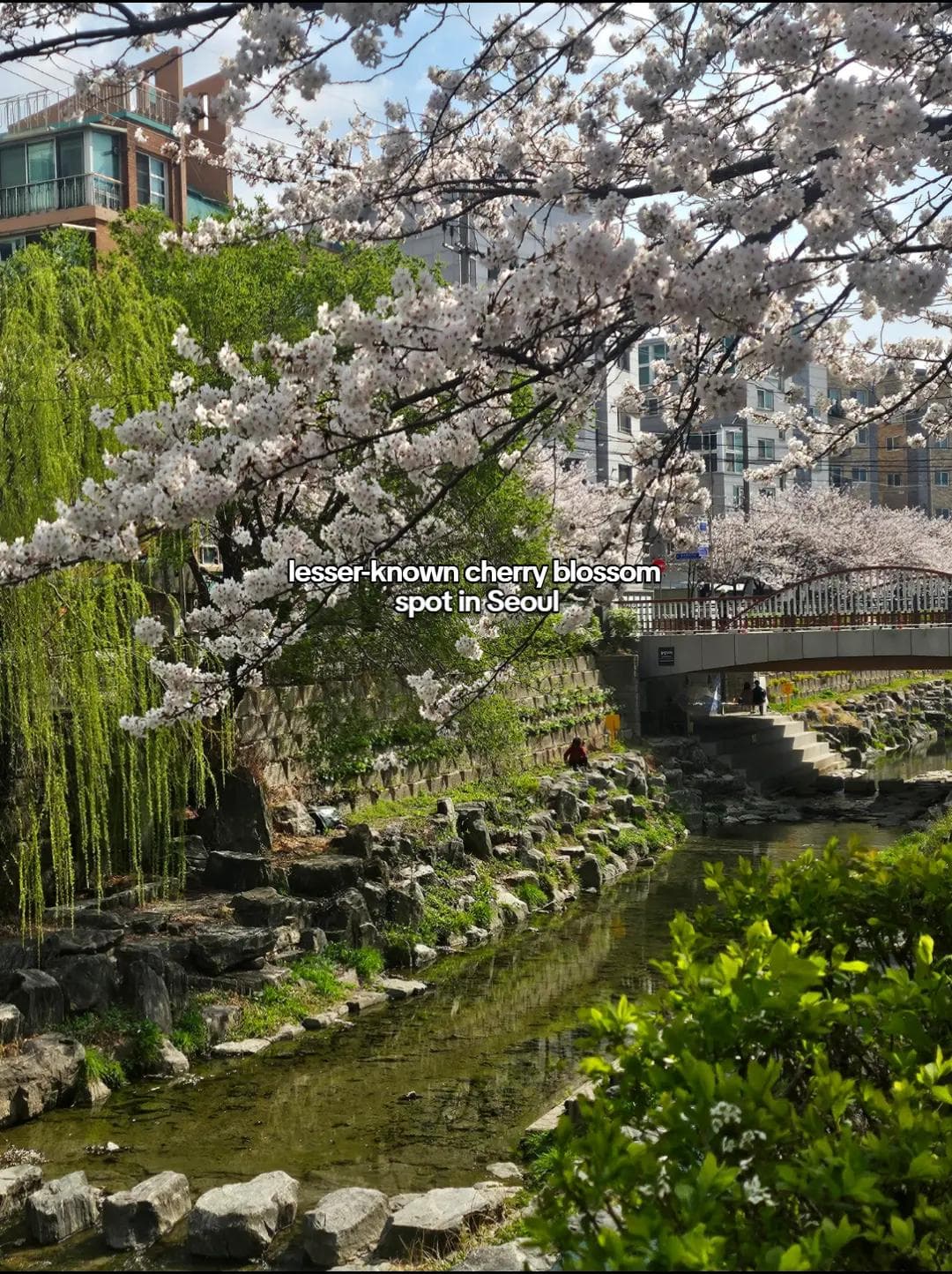 Seoul's Quieter Cherry Blossom Neighborhoods