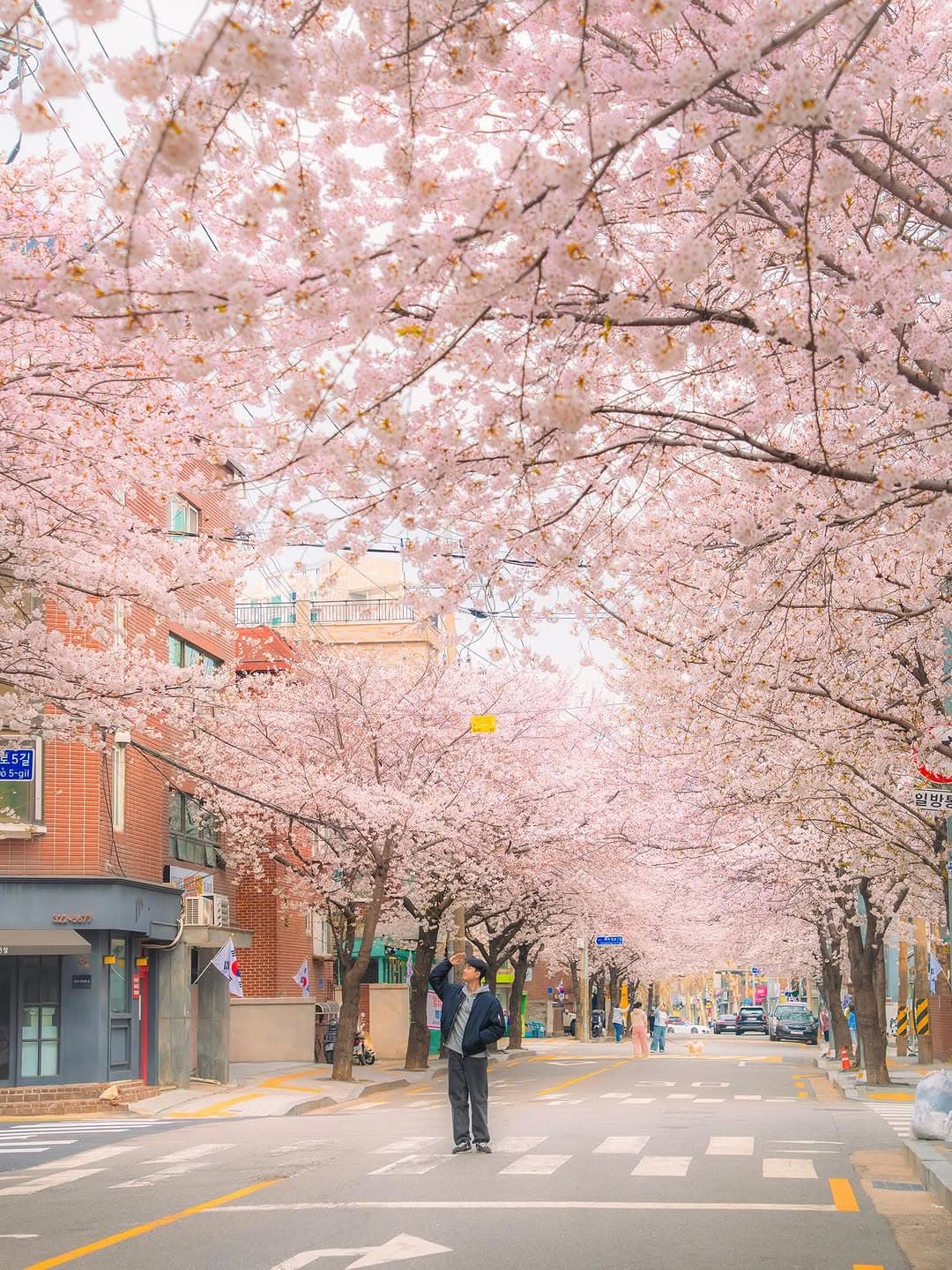Romantic Cherry Blossom Streets of Seoul