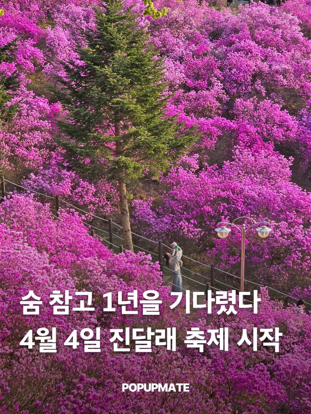 Wonmisan Azalea Festival in Bucheon