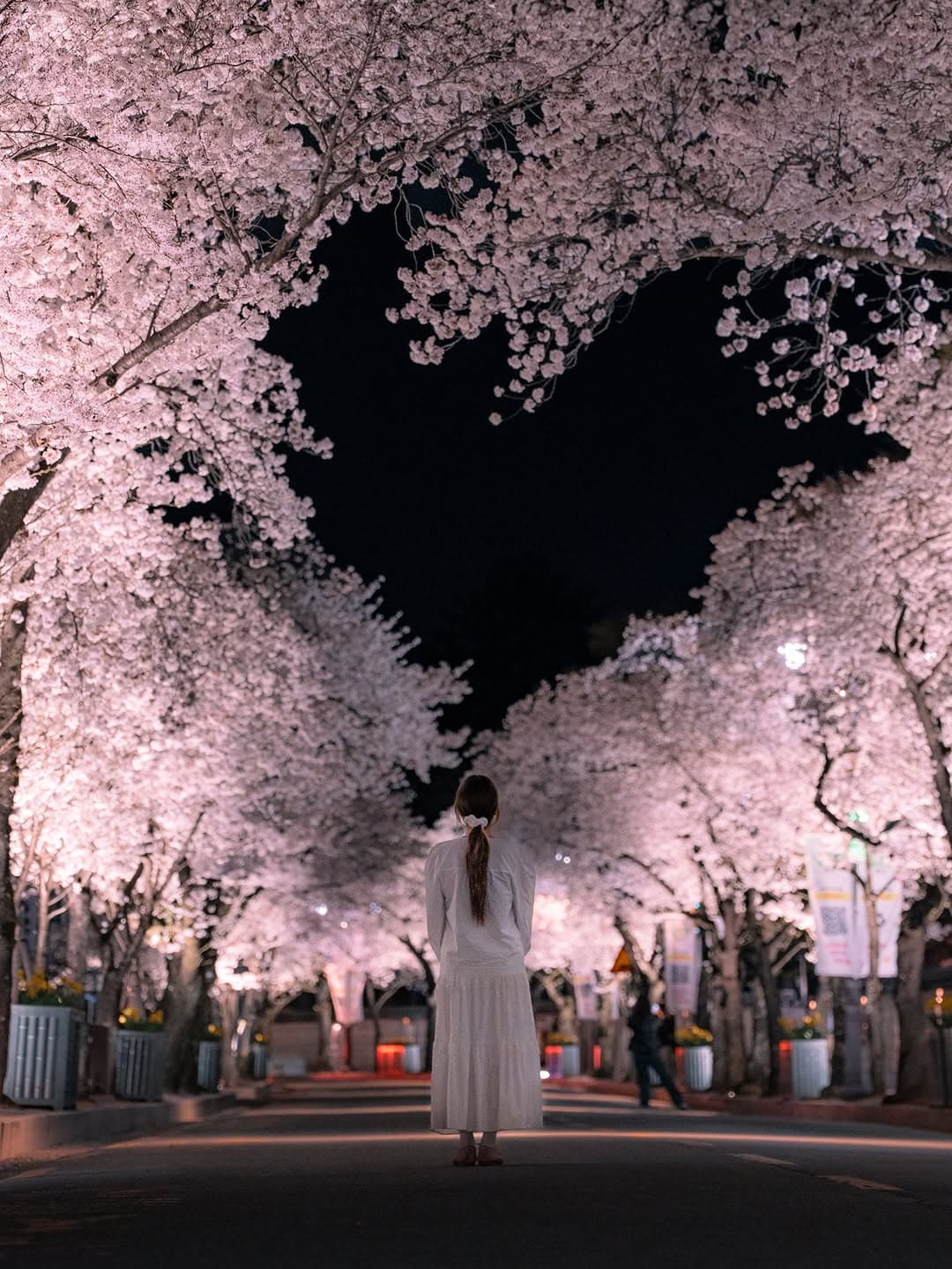 Gyeongju's Heart-Shaped Cherry Blossoms
