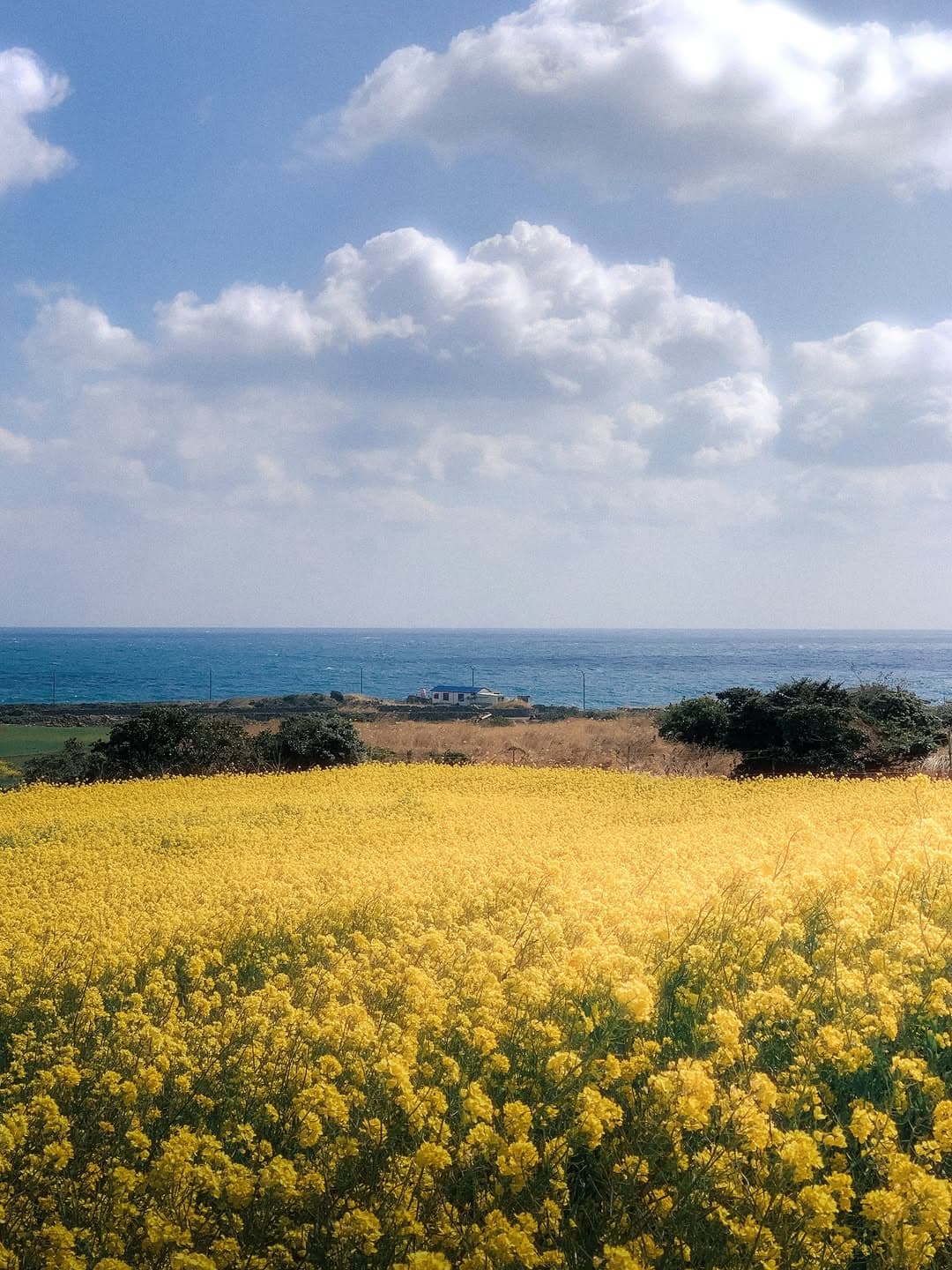 Jeju's Islands: Udo and Jeju-do Spring Scenery
