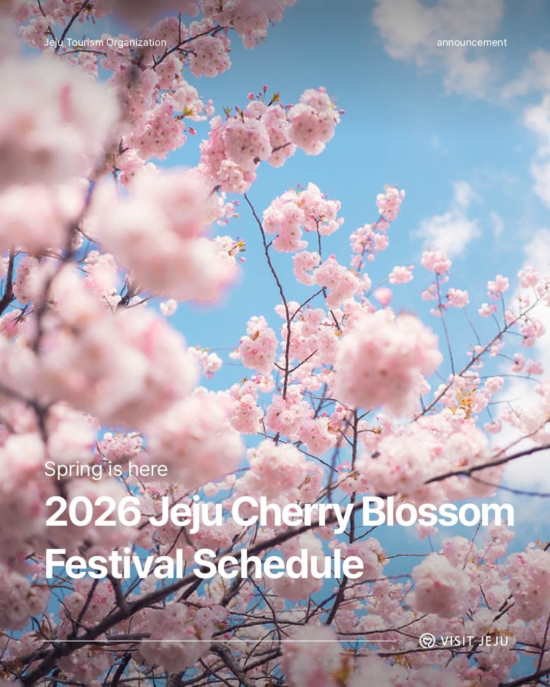 Jeju's Cherry Blossom Festivals And Scenic Bloom Spots