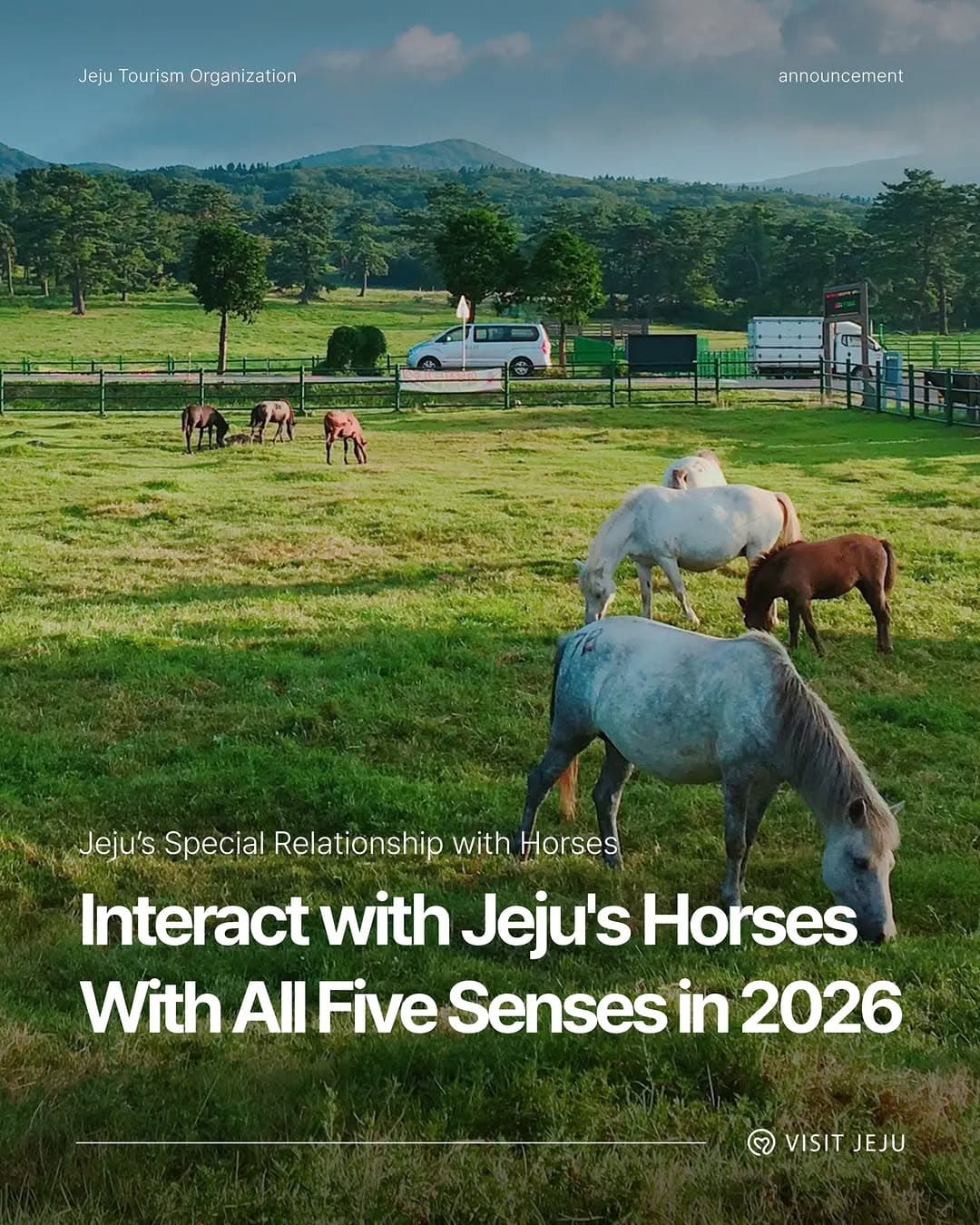 Jeju Horse-Themed Travel Destinations