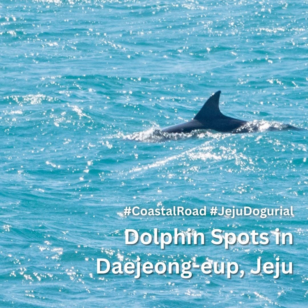 Jeju Island Dolphin Watching Spots