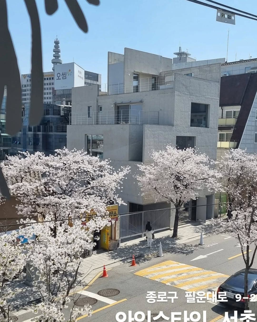Seochon's Charming Cherry Blossom Paths