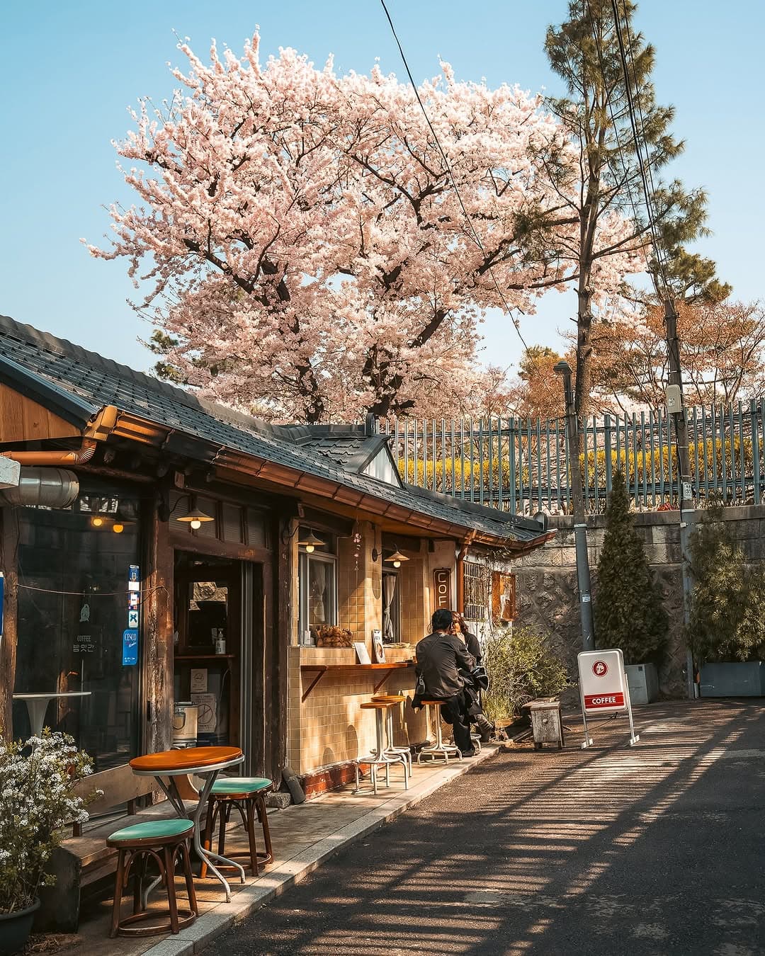 Bukchon's Cherry Blossoms Lead to Gyeongbokgung