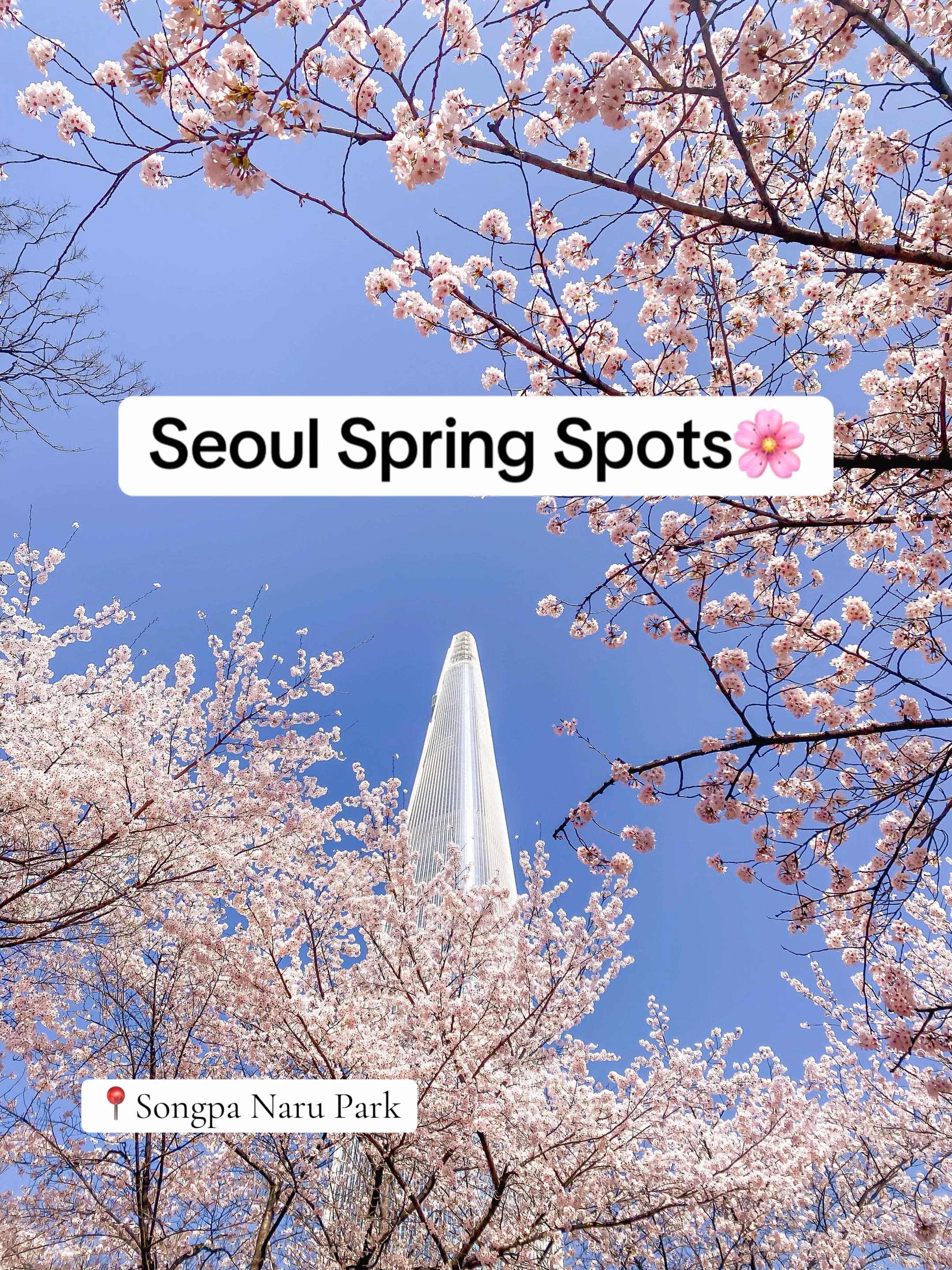 Seoul's Aesthetic Cafes and Blossom Views