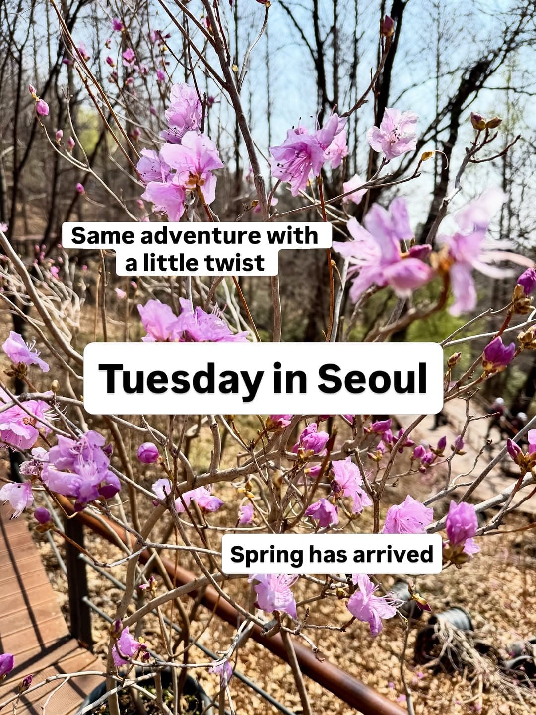 Seoul Day Trip: Namsan Sky Forest Trail To Sinheung Market