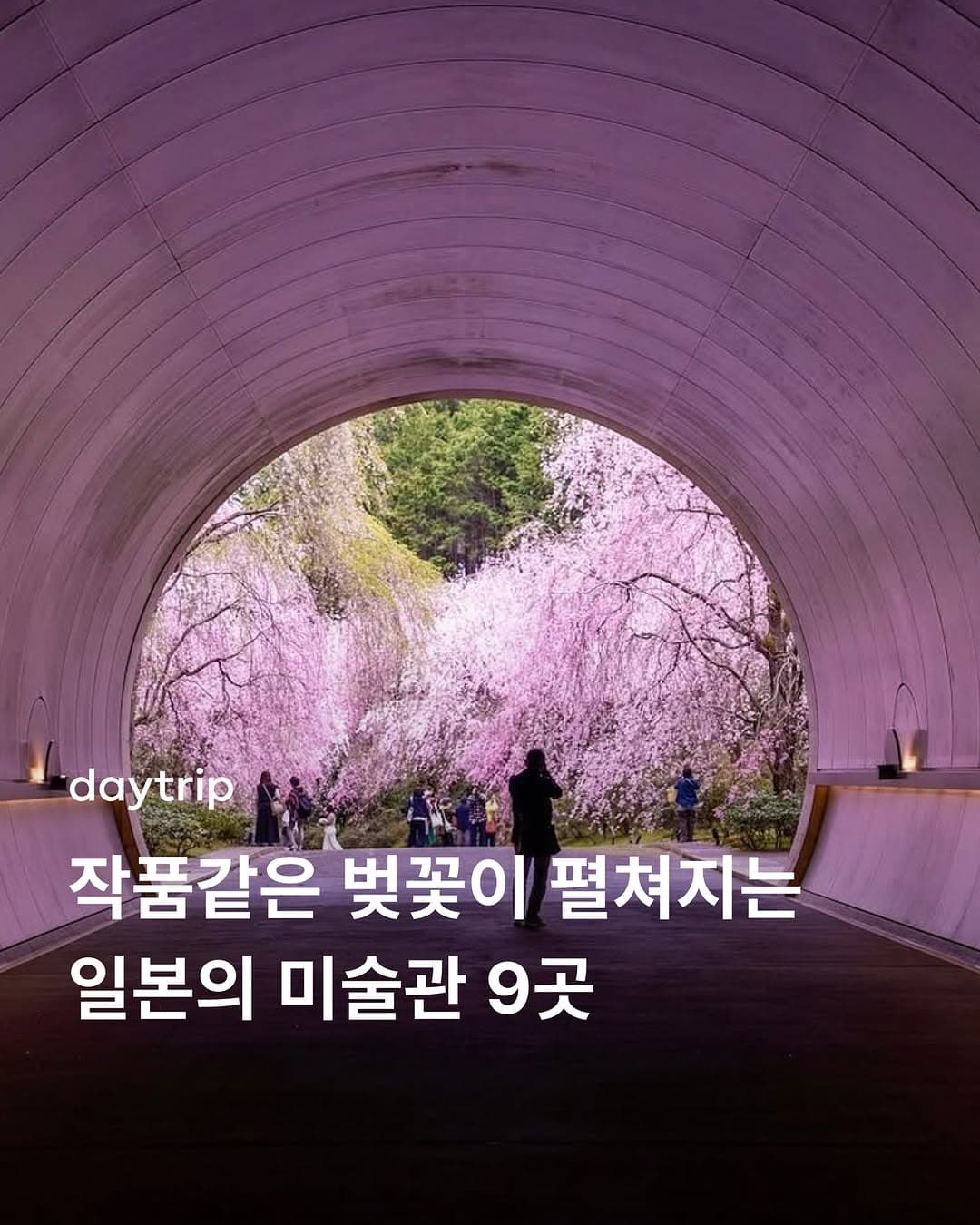 Japanese Museums Bloom with Cherry Blossoms