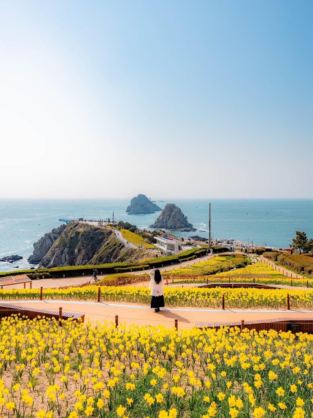 Oryukdo Park: Sea Daffodils Meet the Ocean