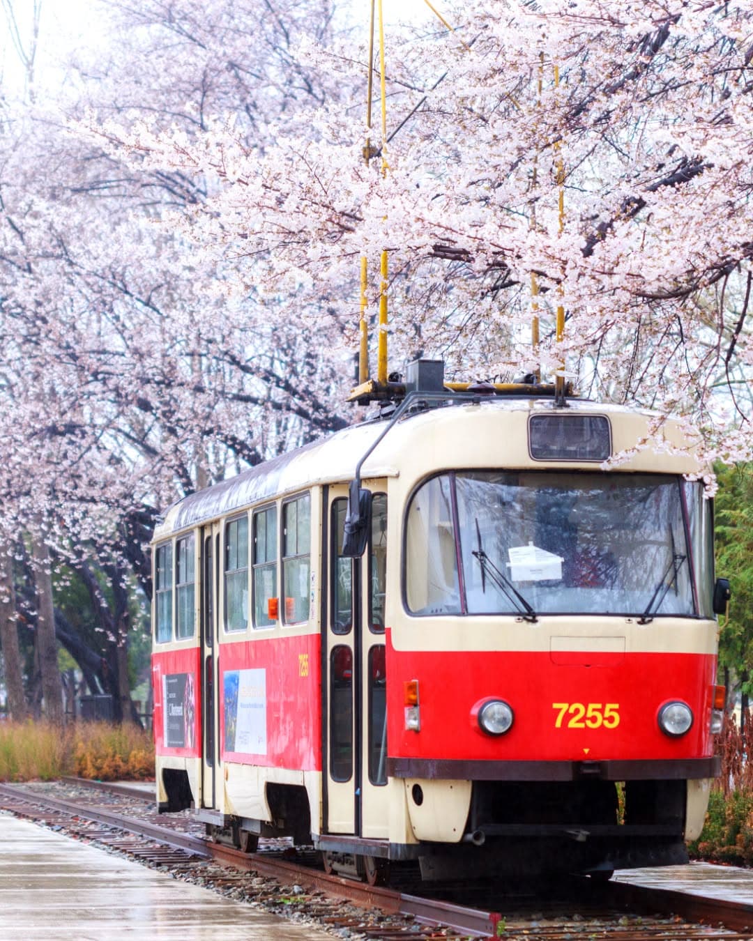Seoul's Best Spring Flower Walking Trails