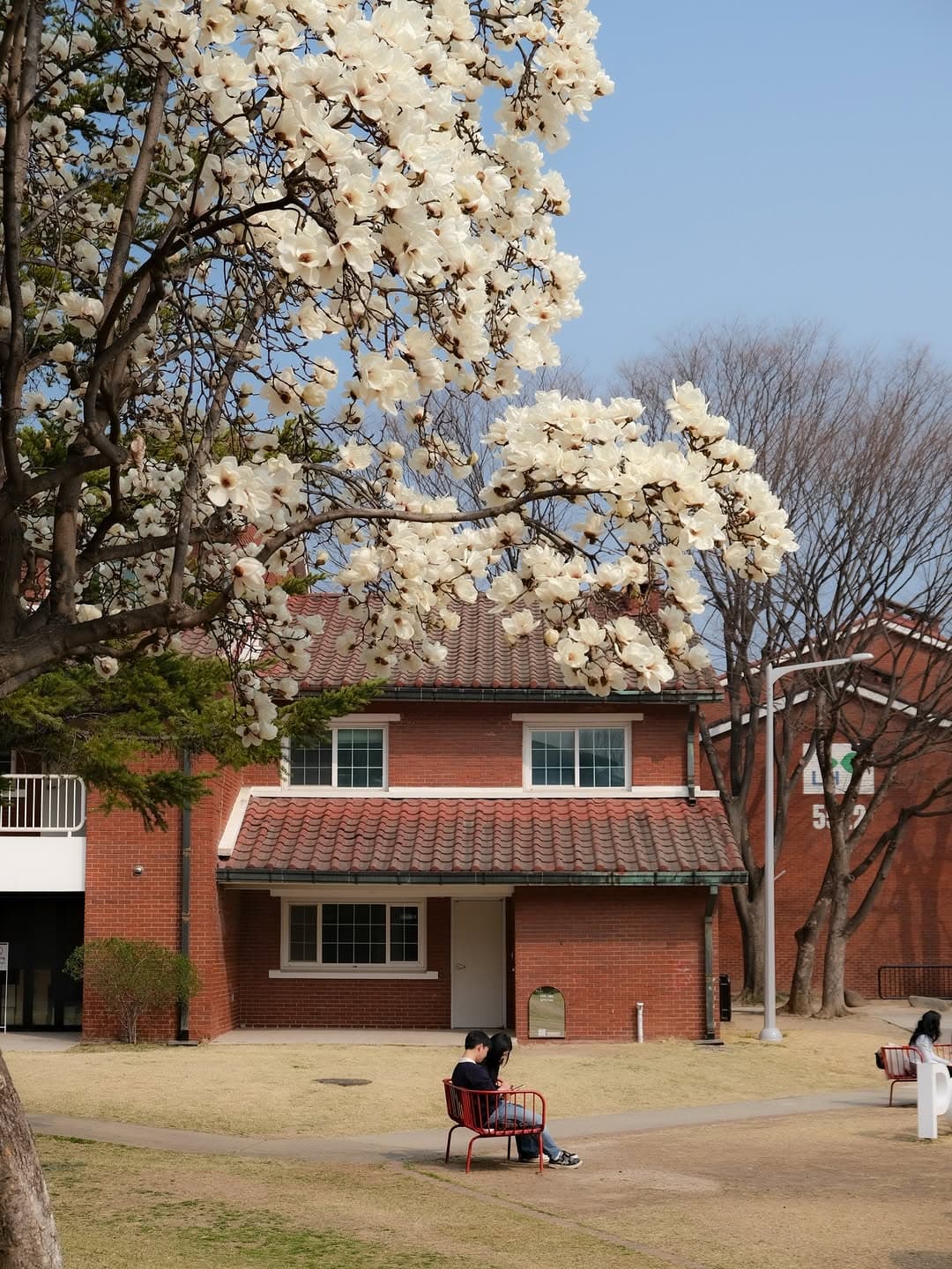 Magnolias Bloom in Seoul's Historic Neighborhoods