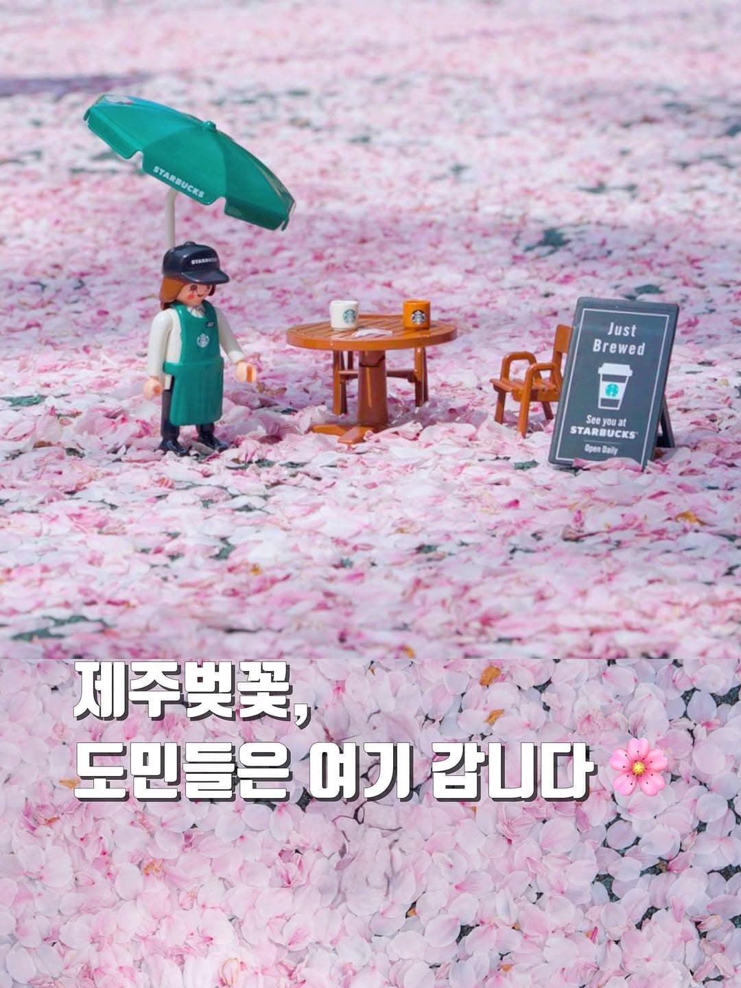 Jeju's Top 12 Cherry Blossom Viewing Spots