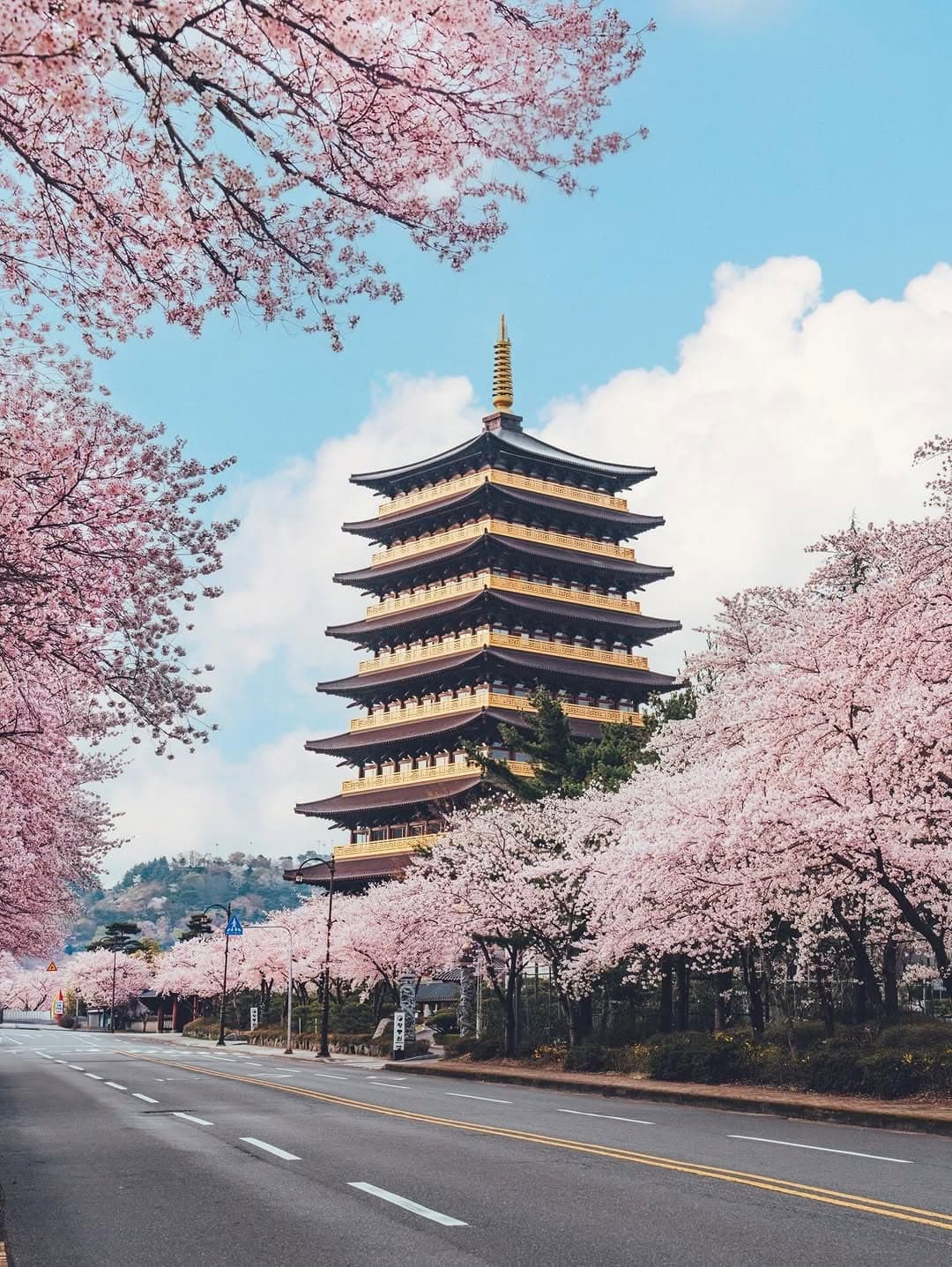 Gyeongju's Pink Springtime Blossoms