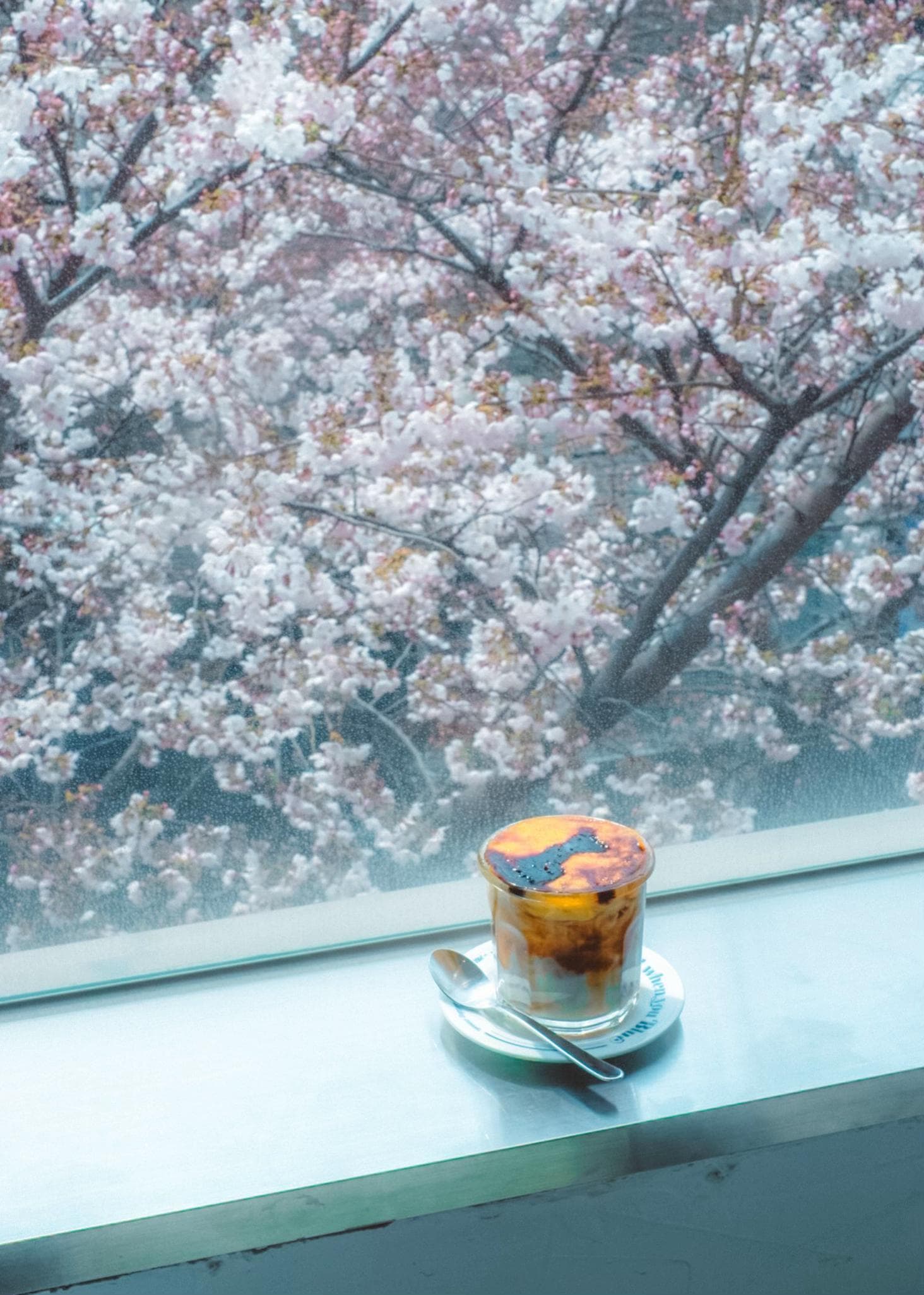 Seoul Spring Cherry Blossom Hotspots