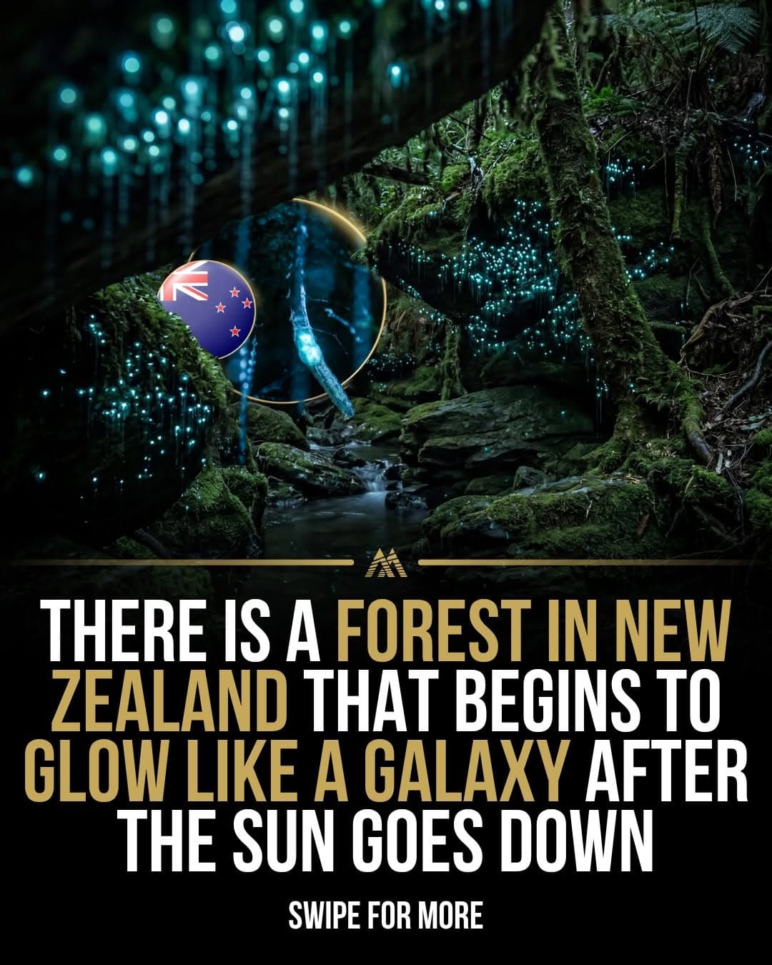 New Zealand Glowworms Light Up Forests