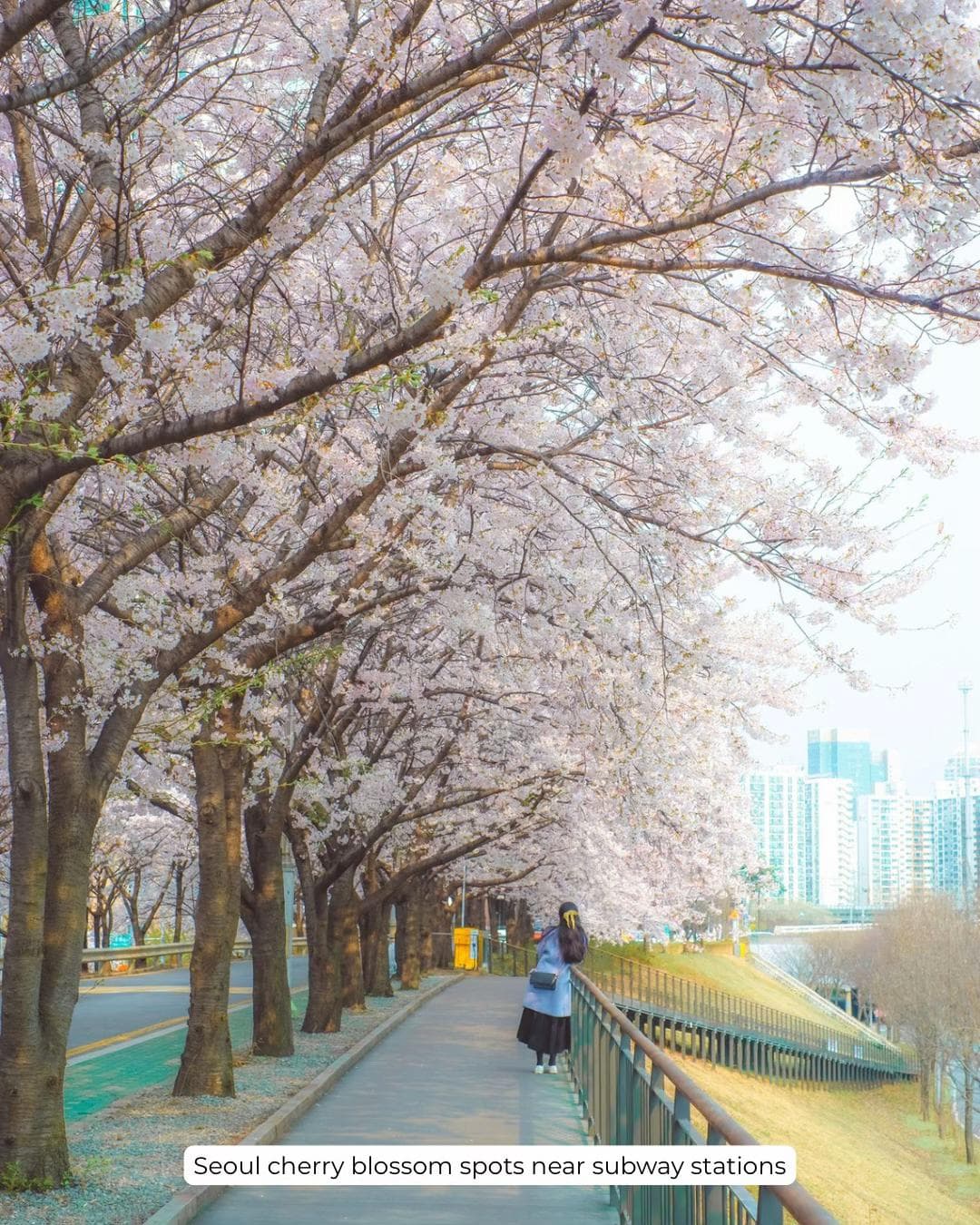 Seoul Subway Cherry Blossom Spots
