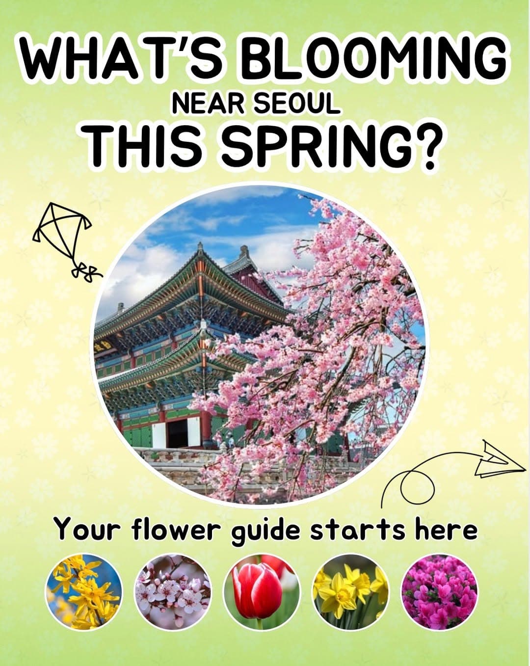 Seoul's Best Spring Flower Viewing Spots
