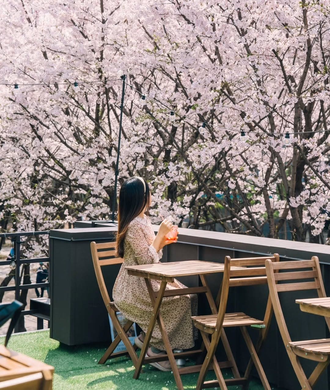 Cherry Blossoms Bloom Near Gyeongui Line Forest Park
