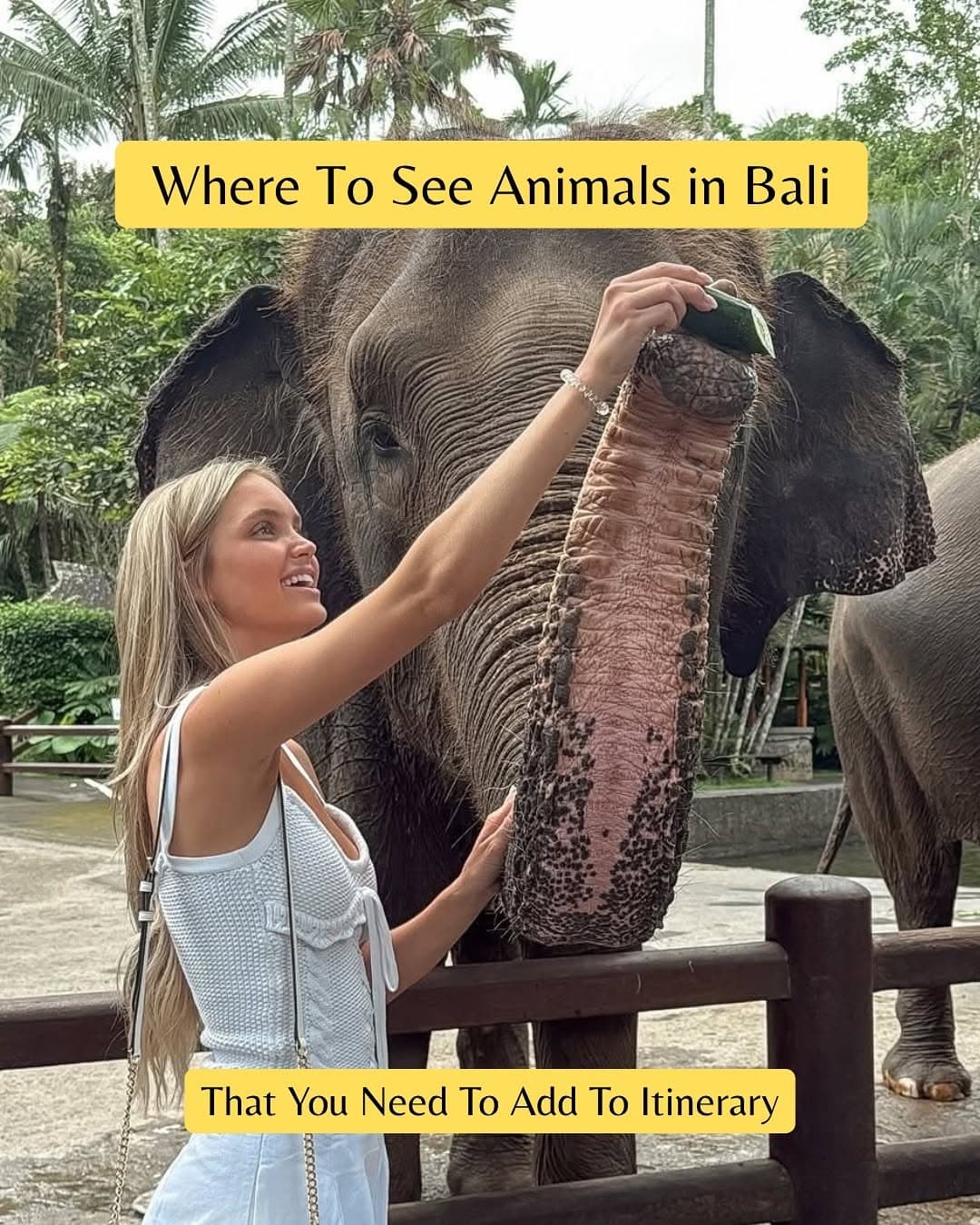 Ethical Animal Encounters in Bali