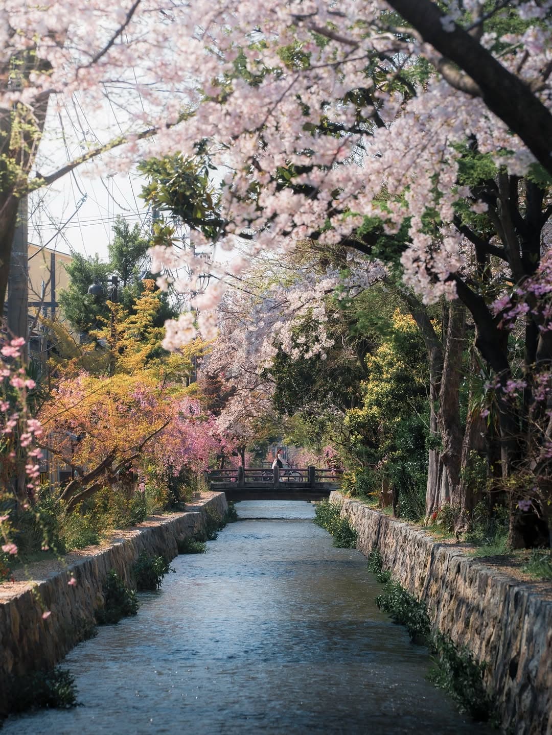 Kyoto's Cherry Blossoms Along Rivers and Bridge
