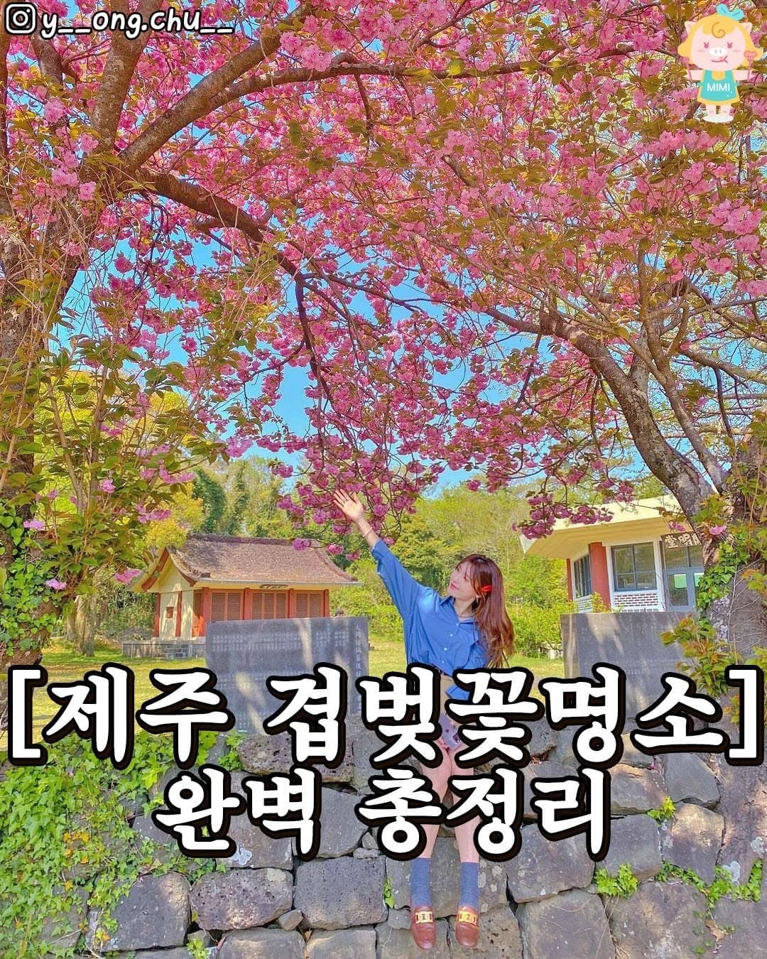 Jeju's Lovely Double Cherry Blossom Spots
