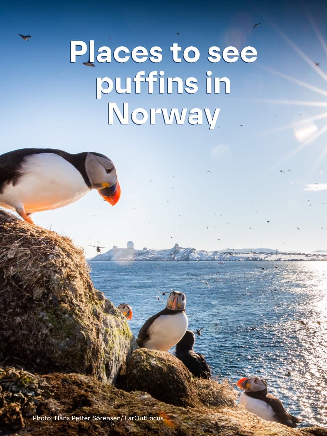 Norwegian Coast Puffins Arrive For Spring-Summer Season